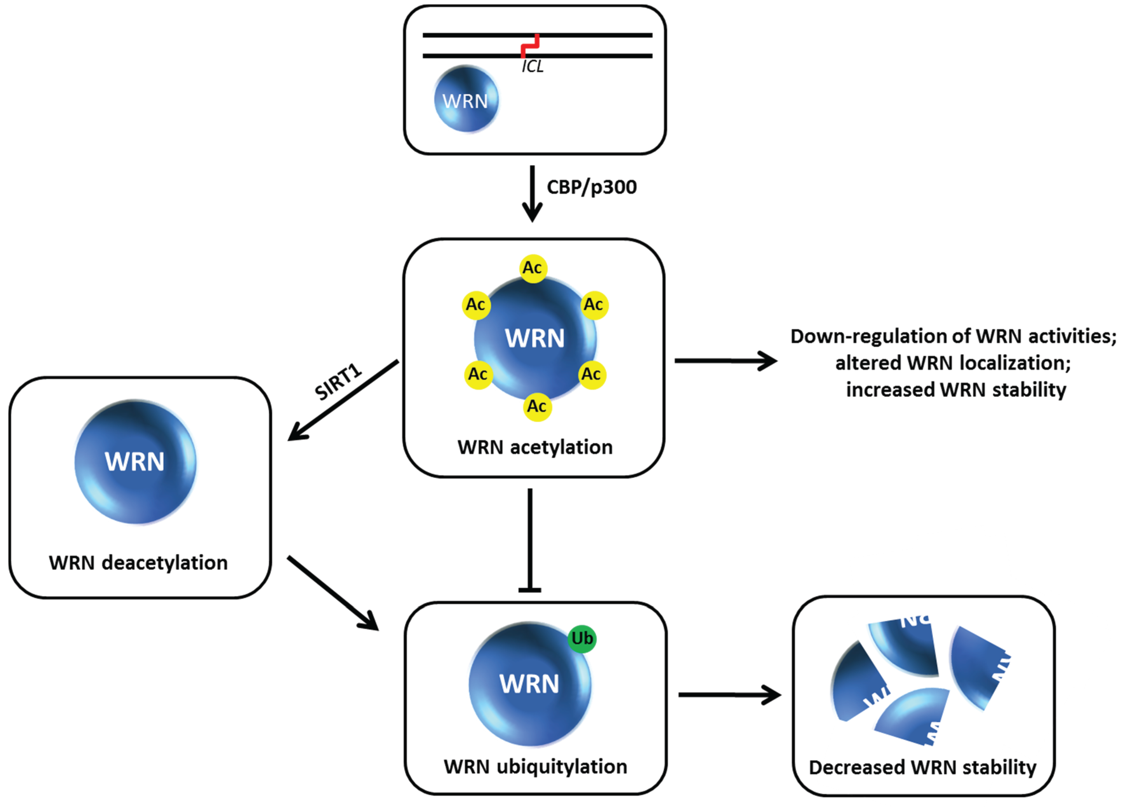 Biomolecules 05 00590 g010 1024