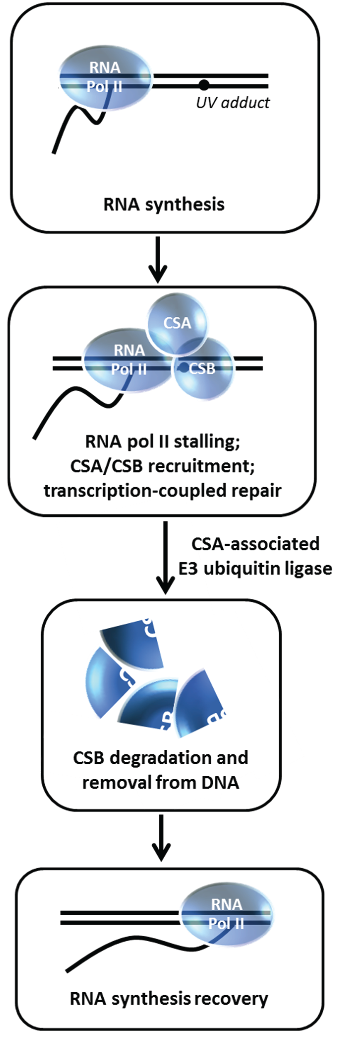 Biomolecules 05 00590 g012 1024