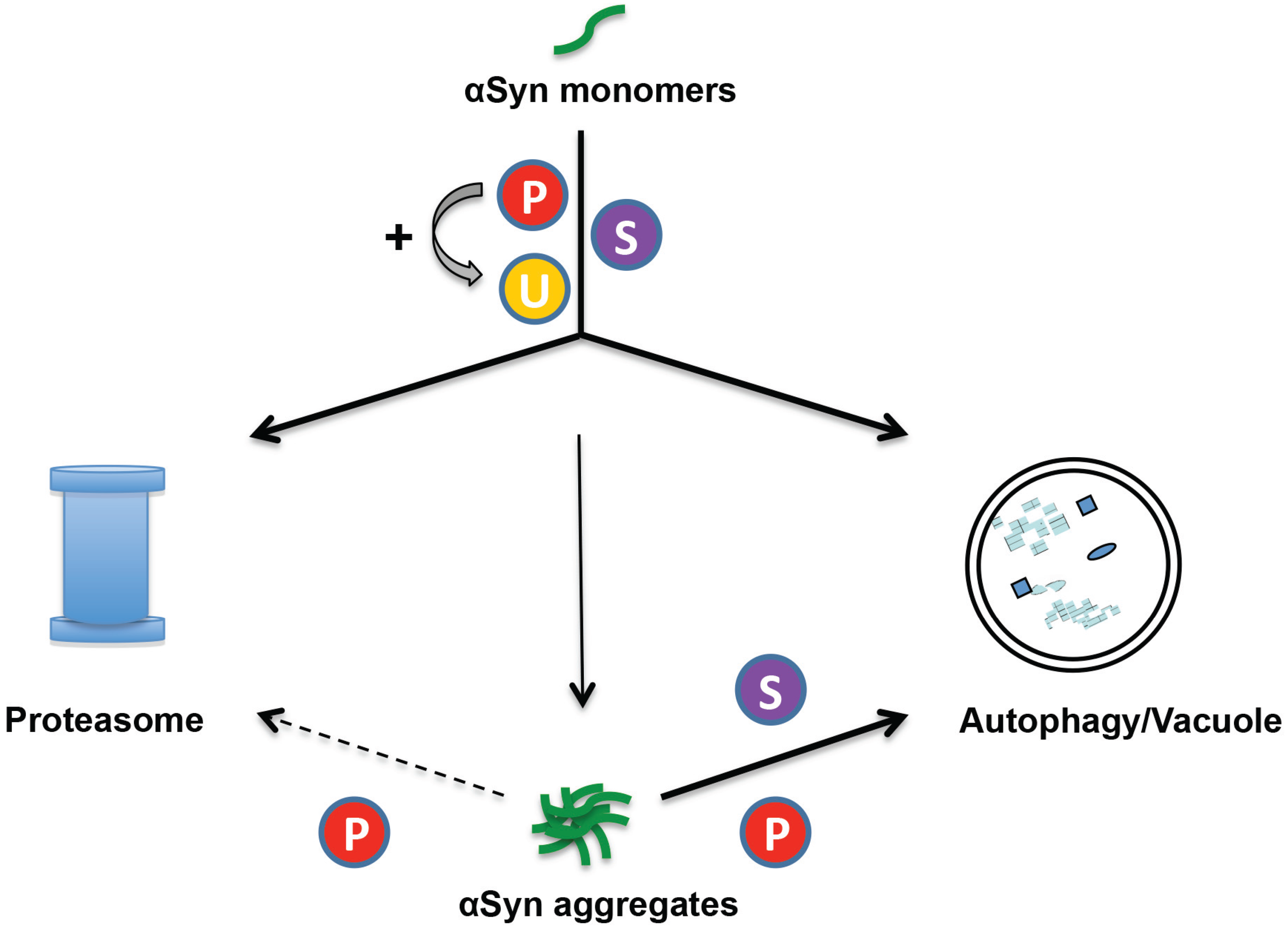 Biomolecules Free FullText Posttranslational Modifications and