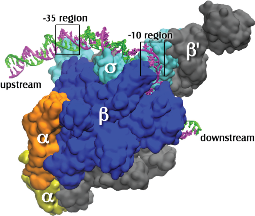 Biomolecules Free FullText Base Flipping in Open Complex Formation