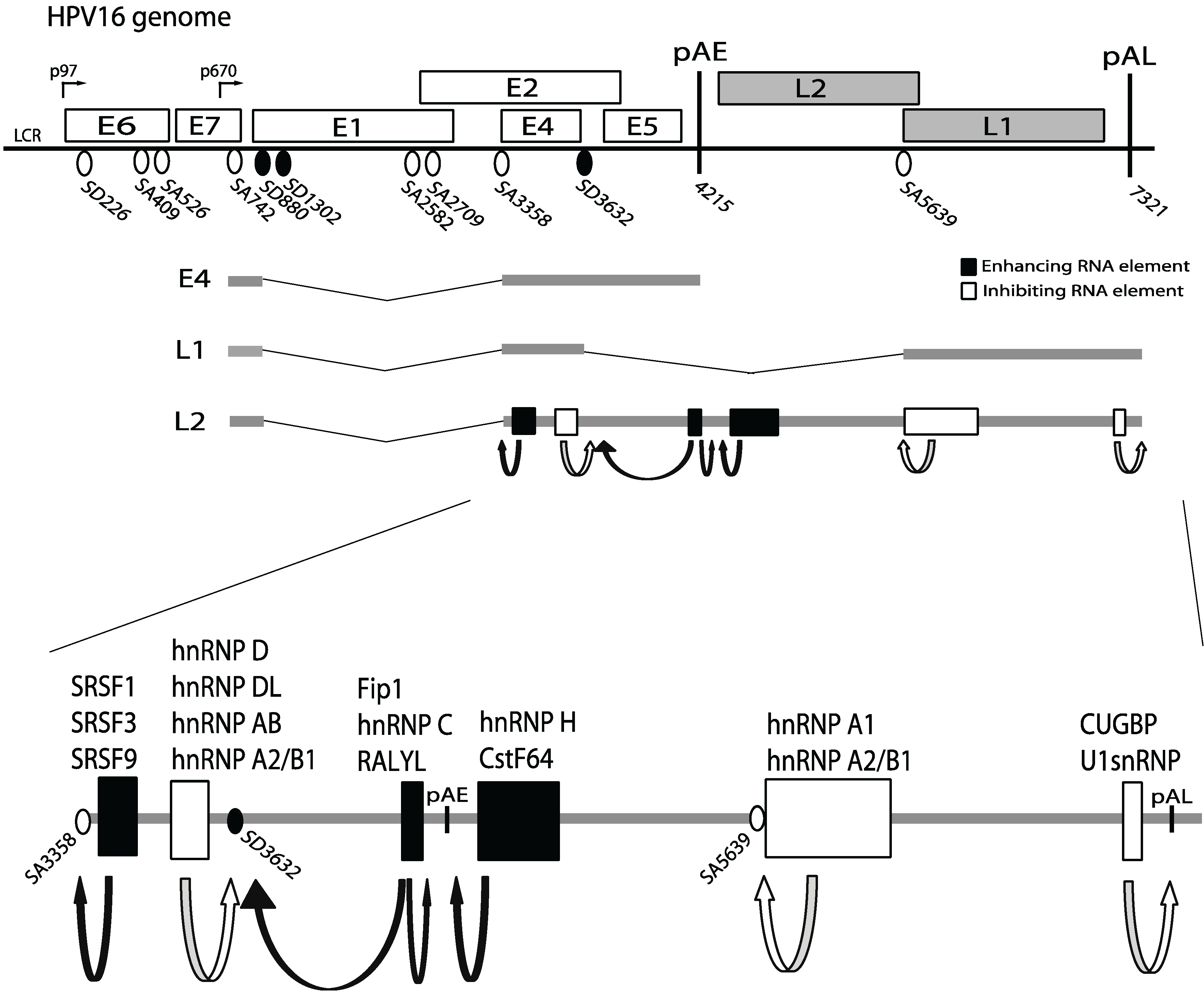 Unique MicroRNA Expression Profiles in Cervical Cancer. - Repository of the Academy's Library