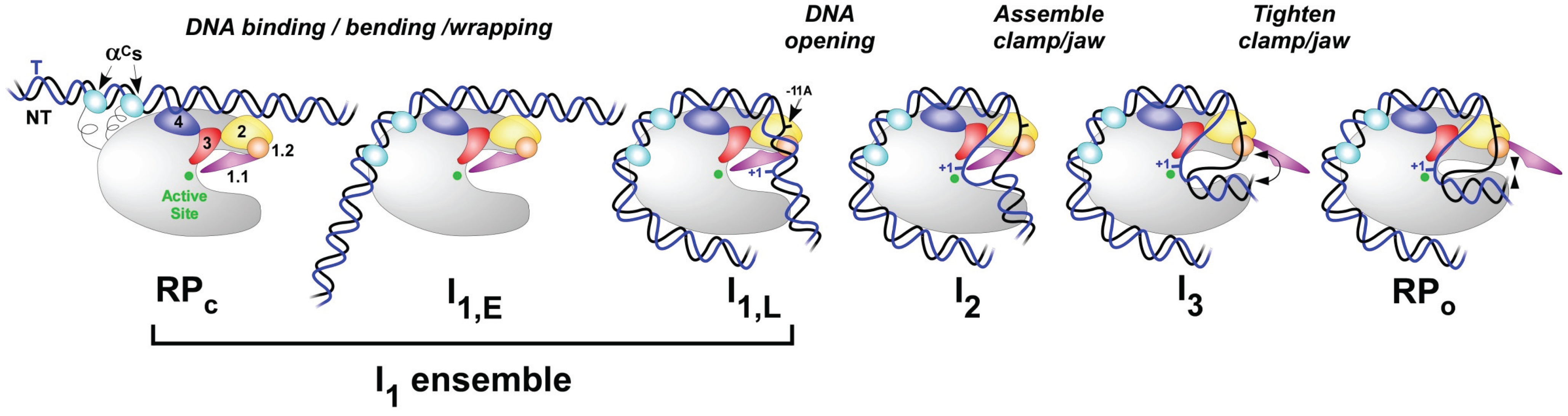 Biomolecules 05 01035 g003