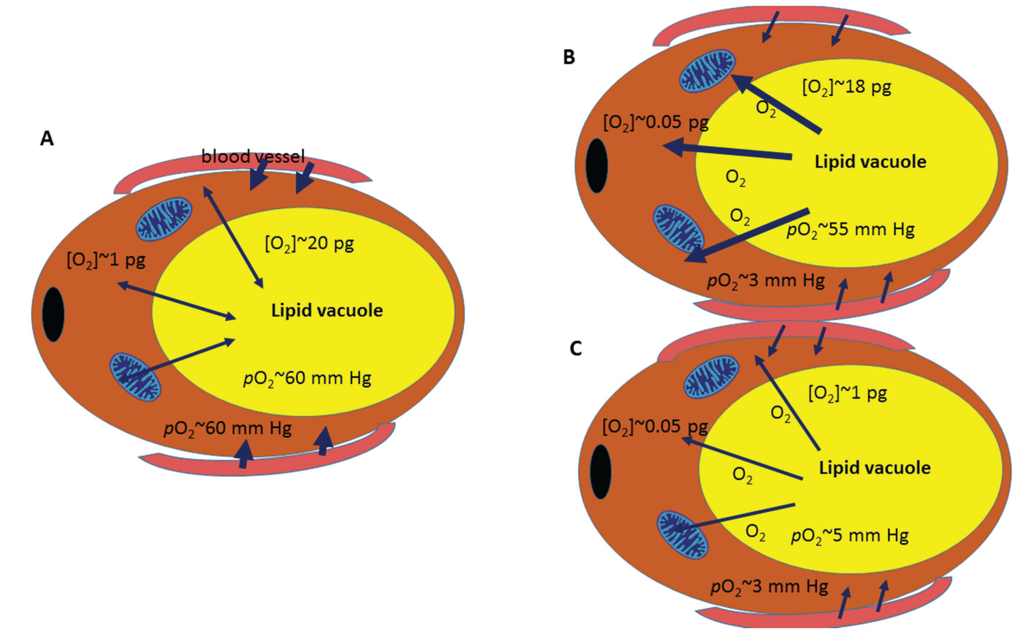 Biomolecules 05 01143 g001