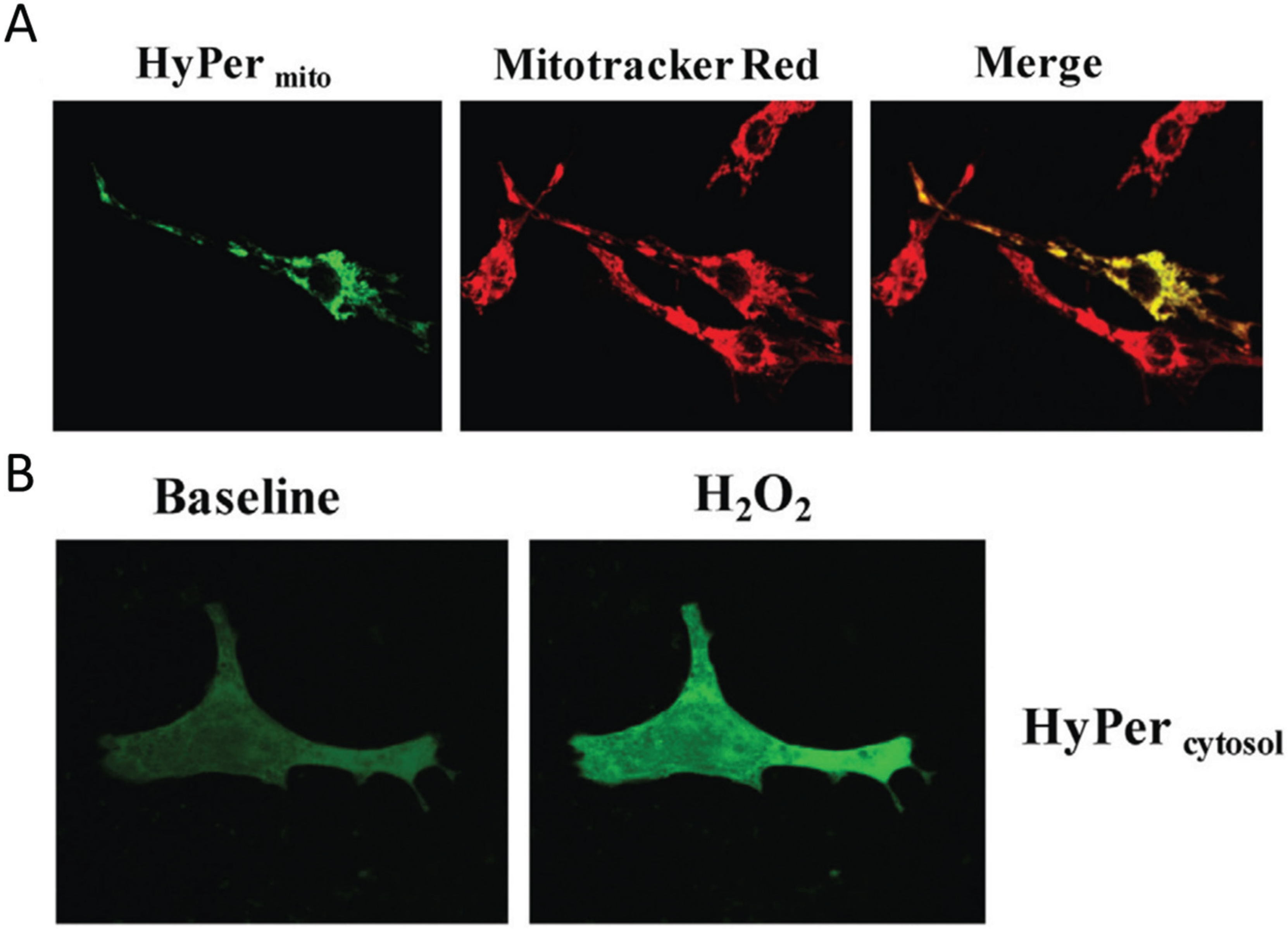 Biomolecules 05 01169 g002 1024
