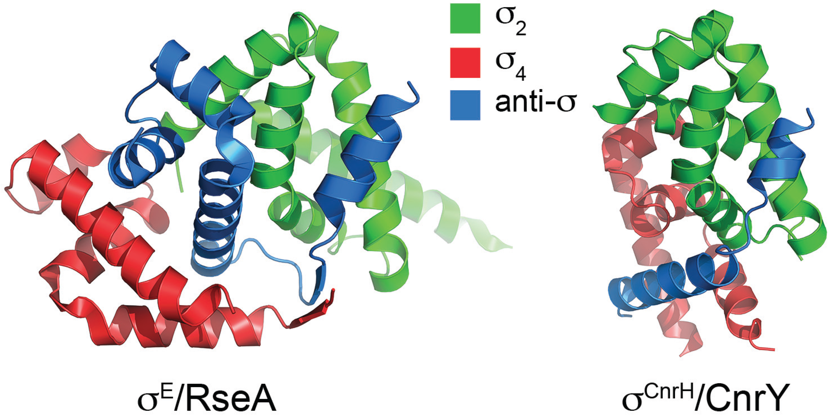 Biomolecules Free Full Text Bacterial Sigma Factors And Anti Sigma Factors Structure Function And Distribution Html