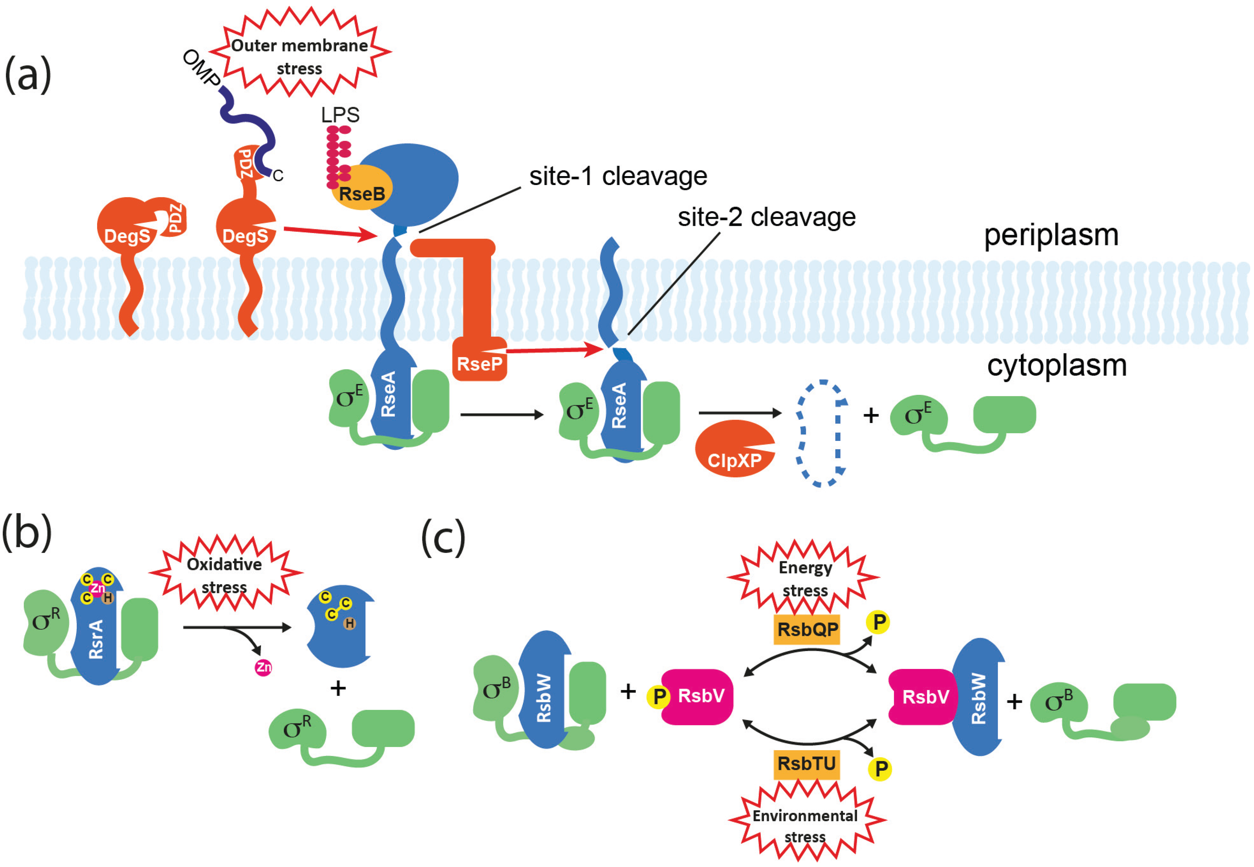 Biomolecules Free Full Text Bacterial Sigma Factors And Anti Sigma Factors Structure Function And Distribution Html