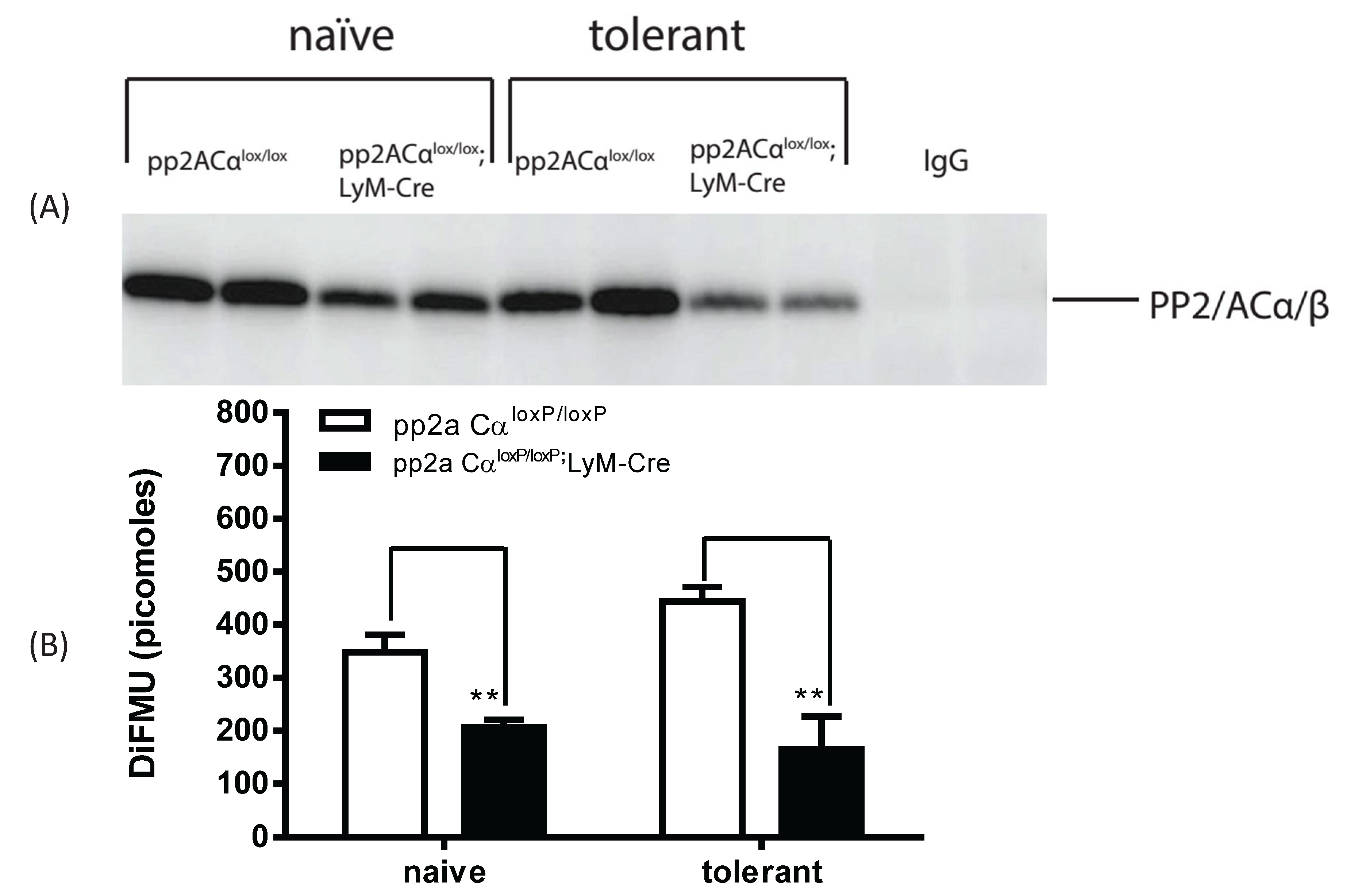 Biomolecules 05 01284 g005