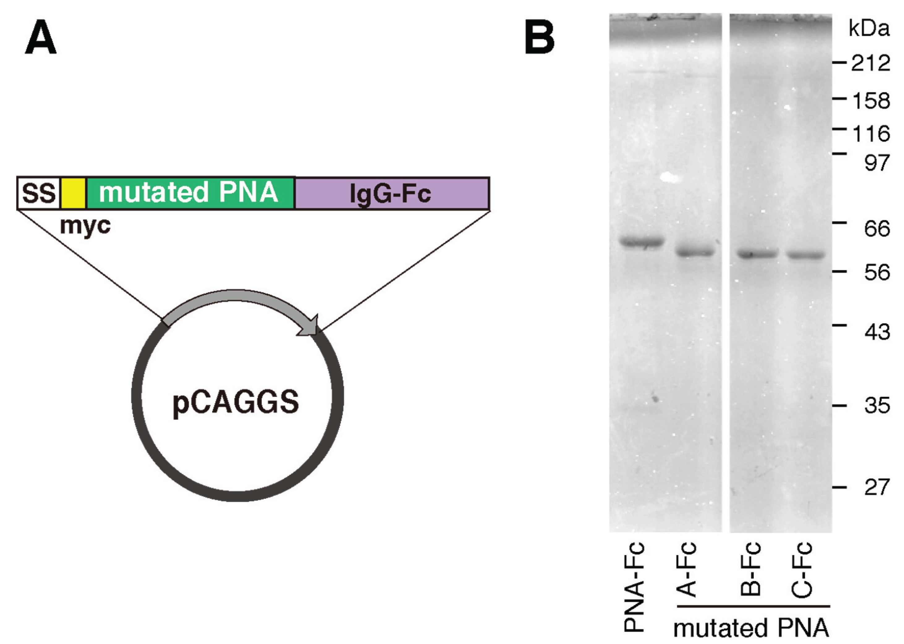 Biomolecules 05 01540 g006