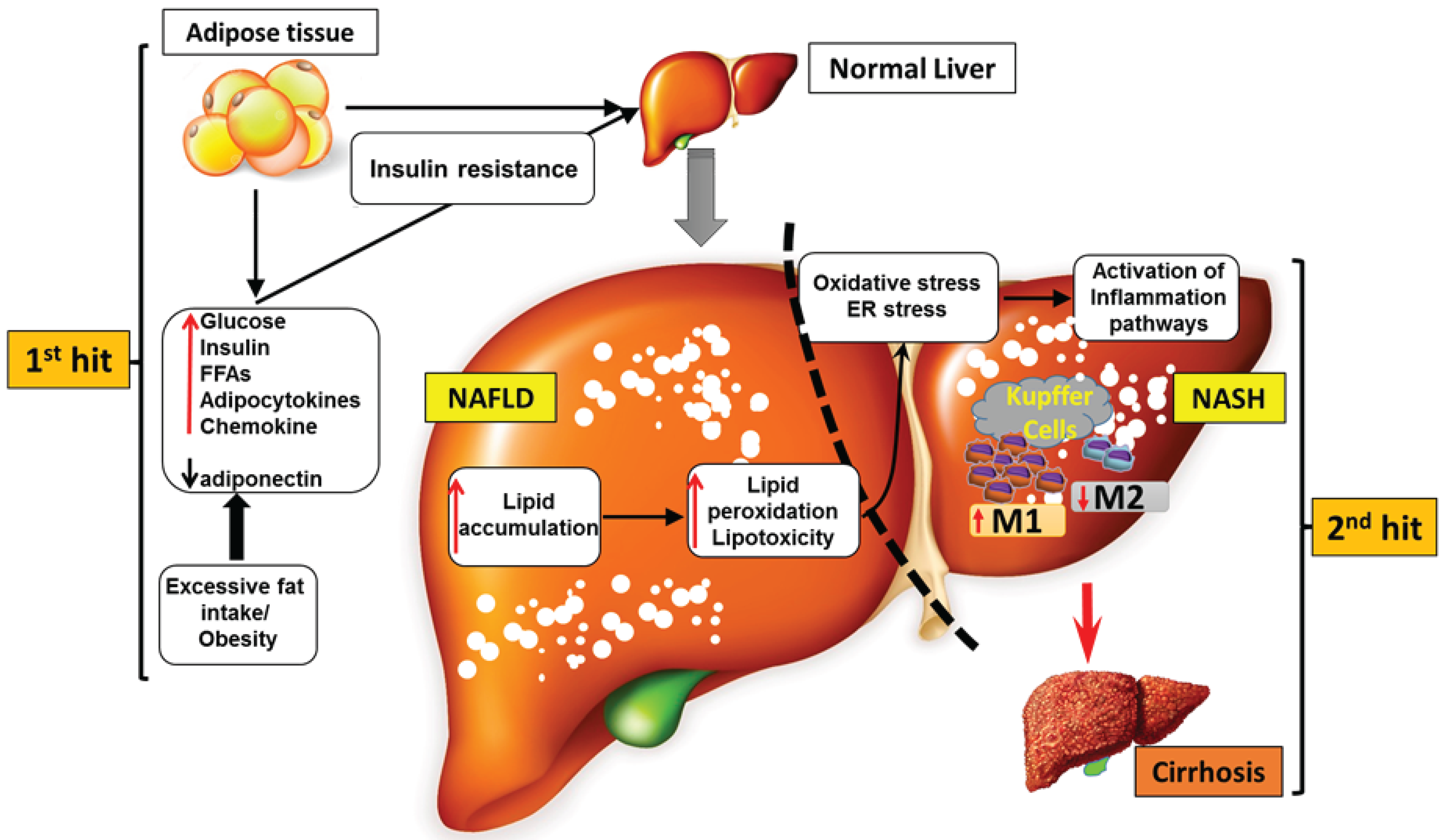 The Role Of Obesity In The Development Of Acne - Biomolecules Free
Full-Text Roles of Chemokines and Chemokine Receptors in Obesity