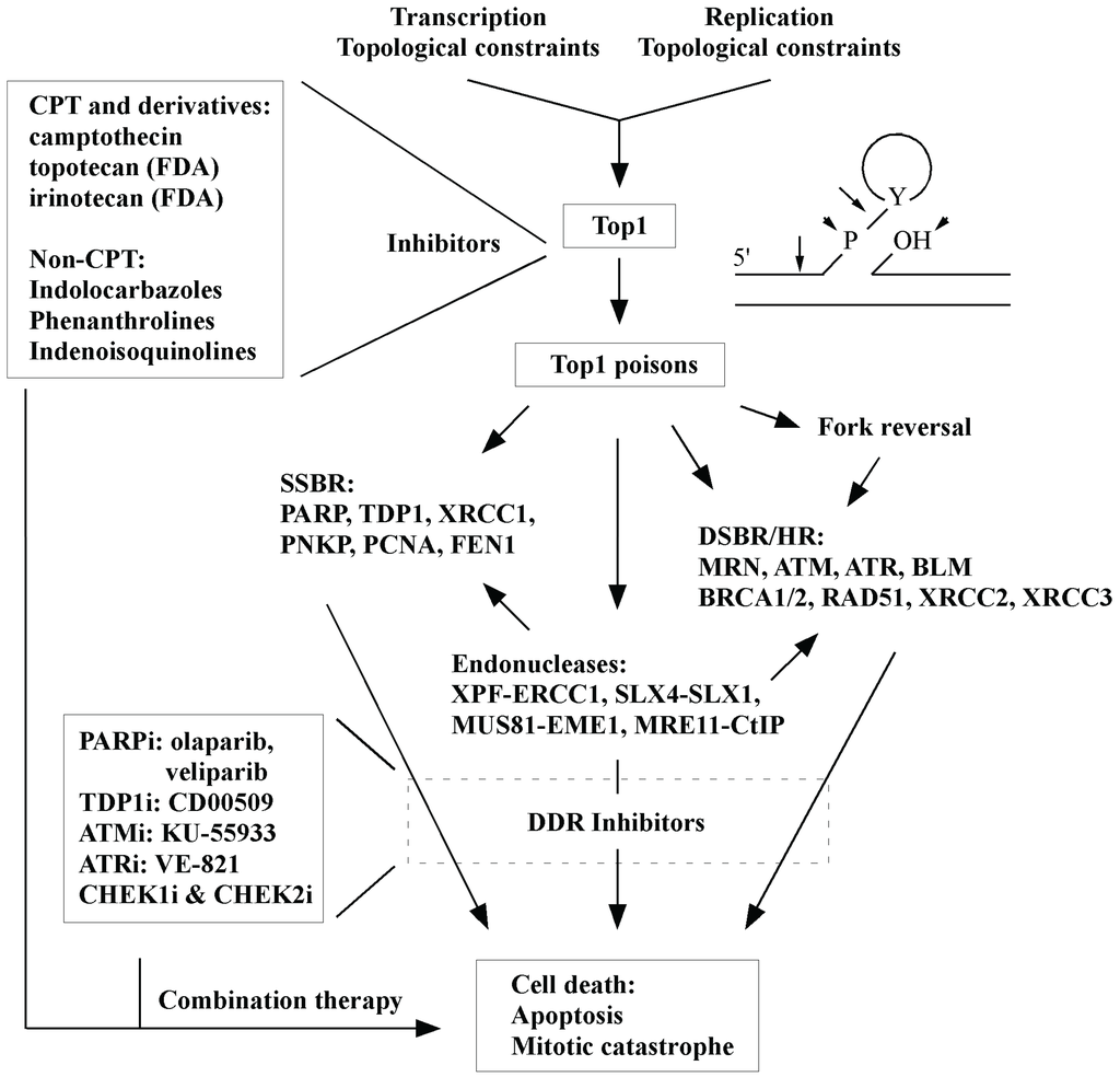 Inhibition of Topoisomerase (DNA) I (TOP1): DNA Damage