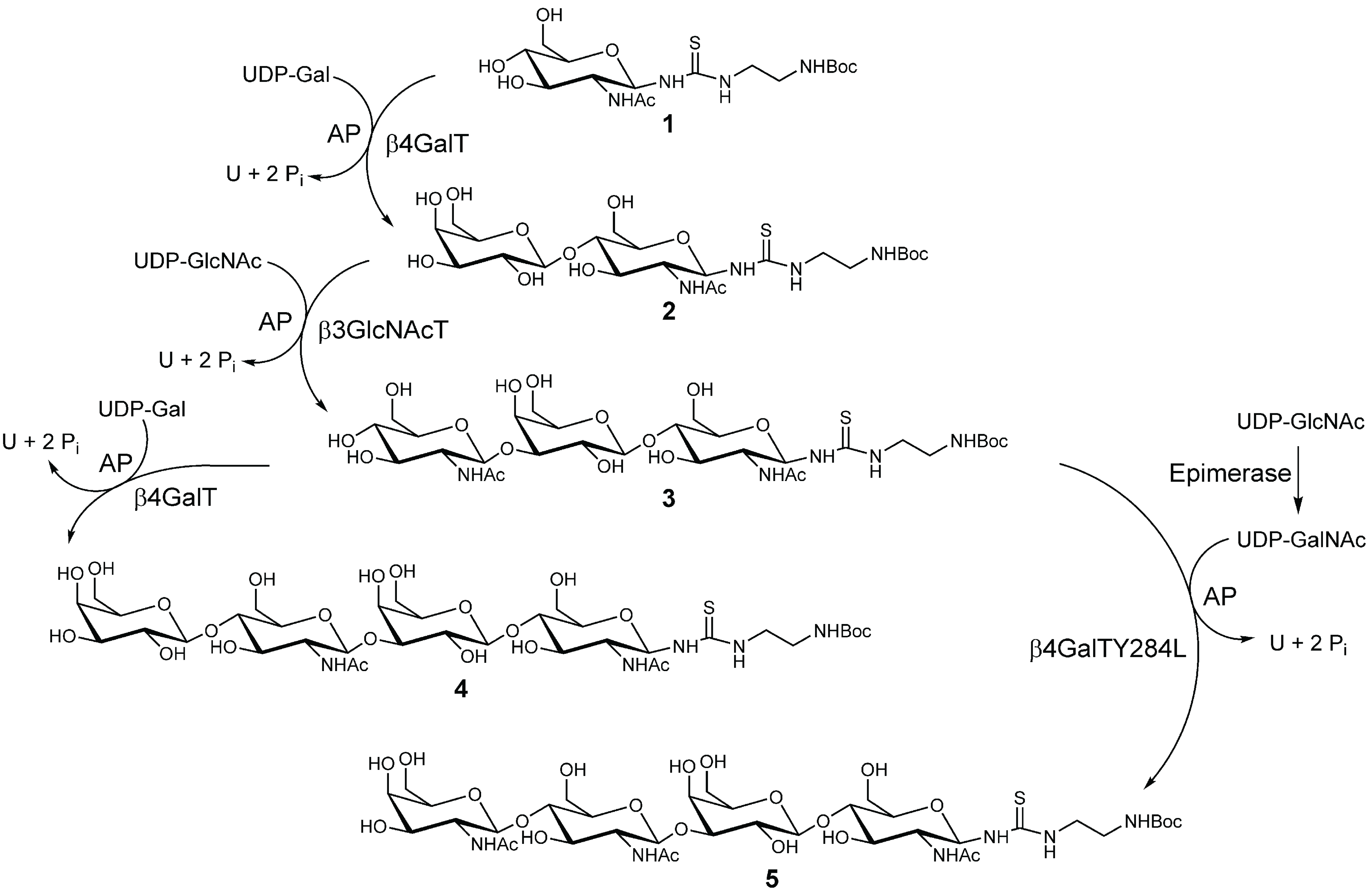 Biomolecules 05 01671 g008