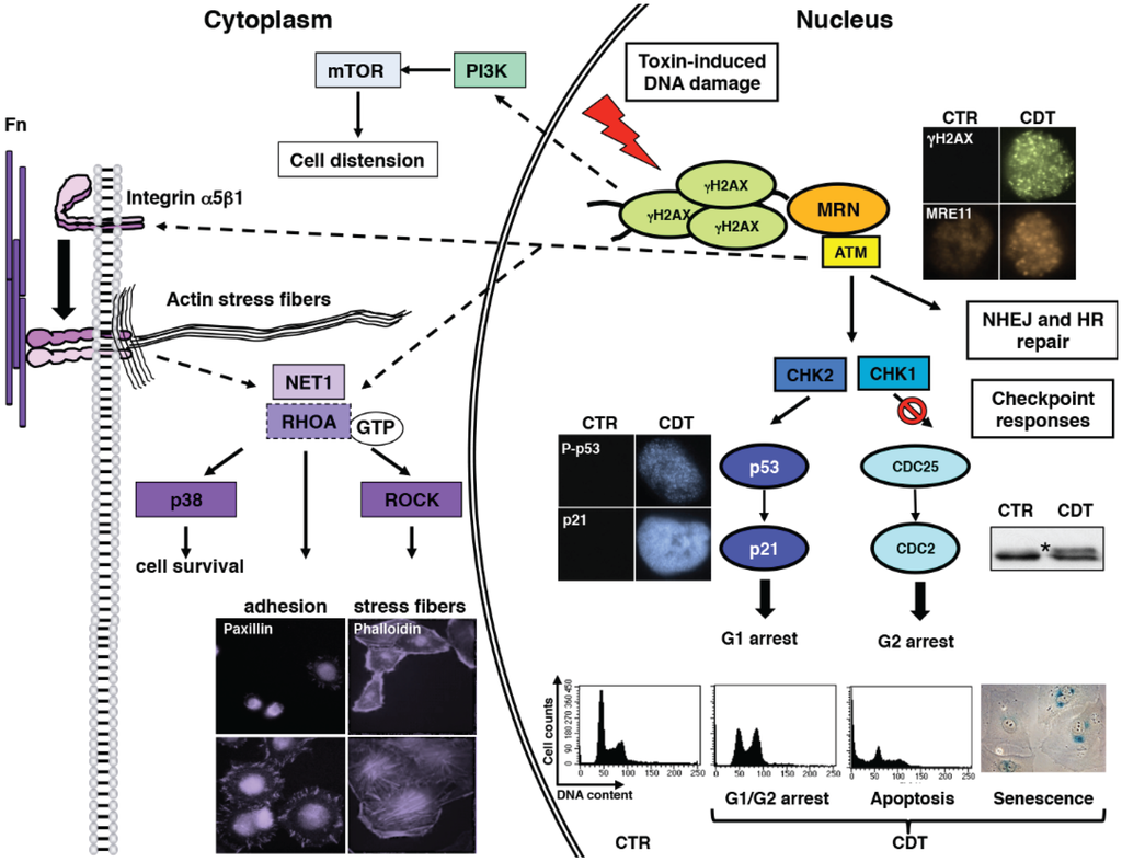 Biomolecules Special Issue DNA Damage Response
