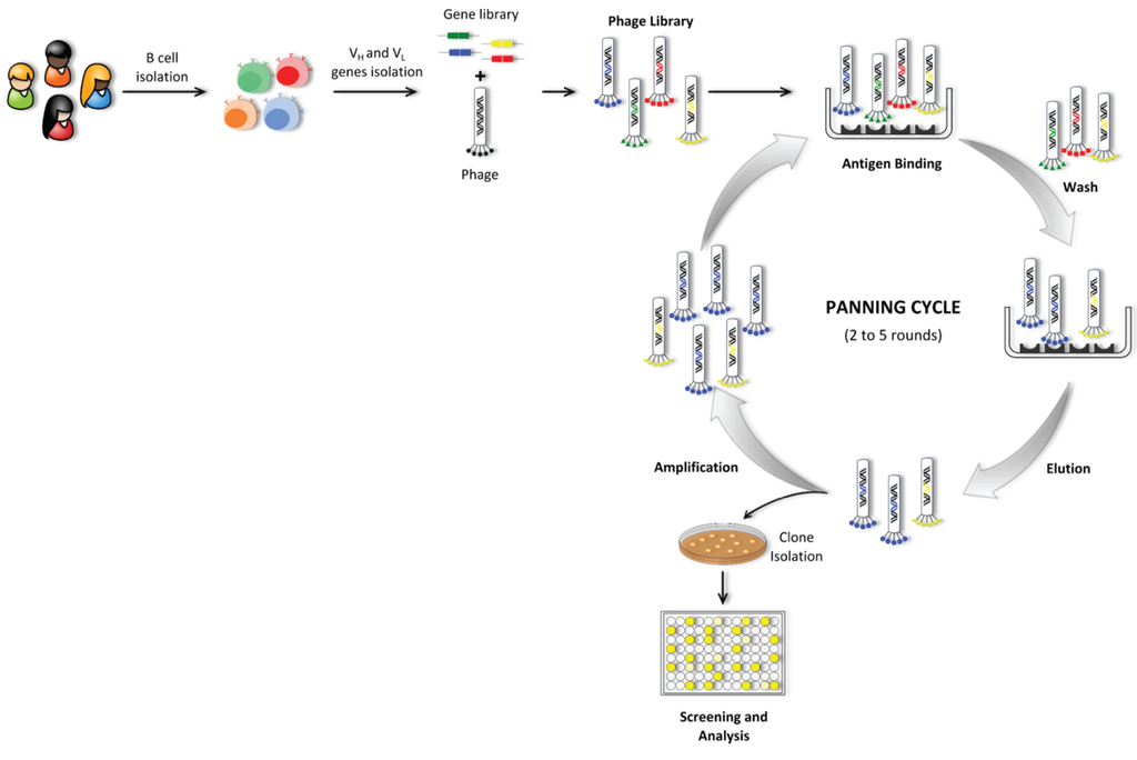Biomolecules 05 01783 g006 1024