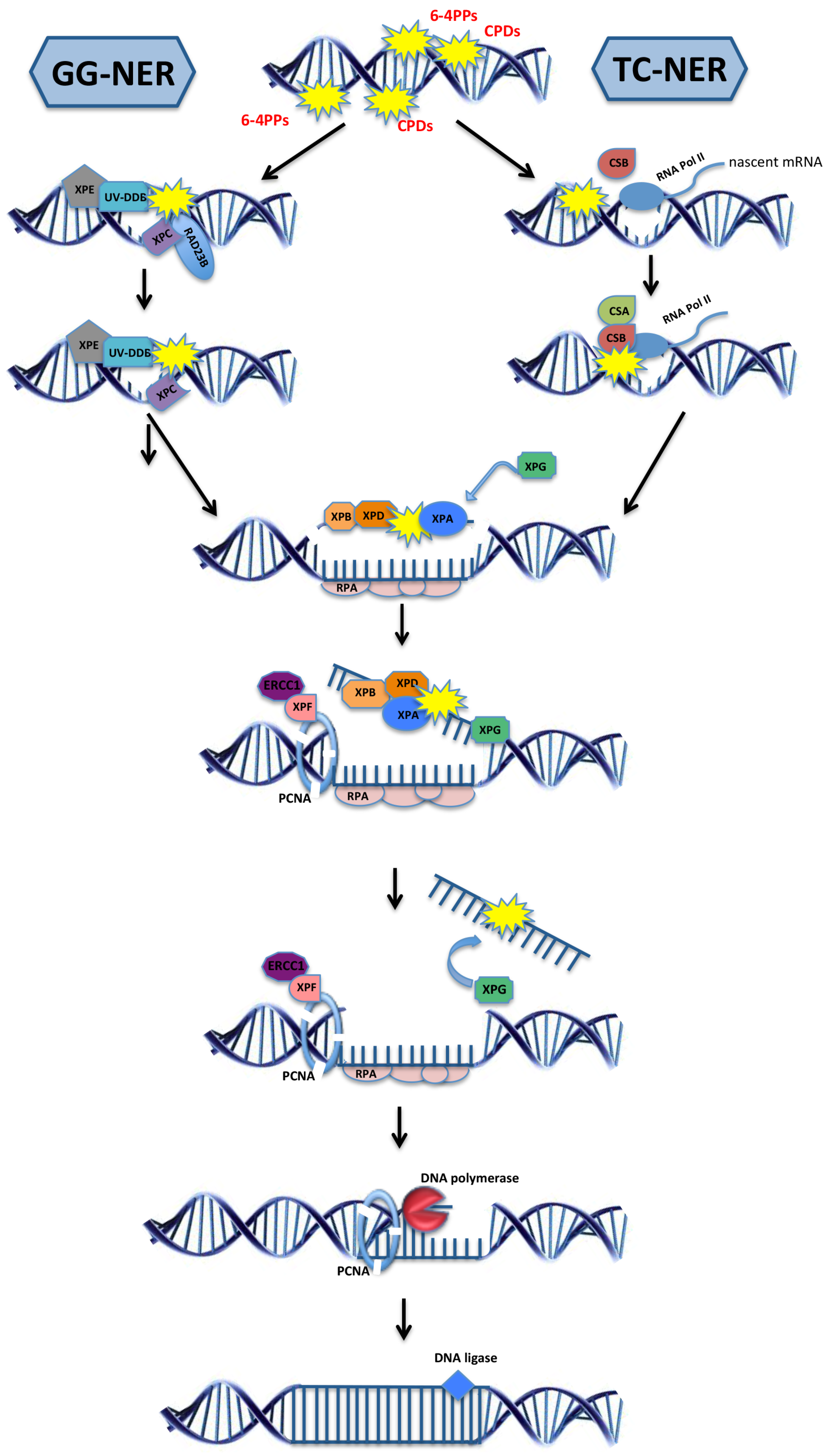 Biomolecules 05 01855 g001