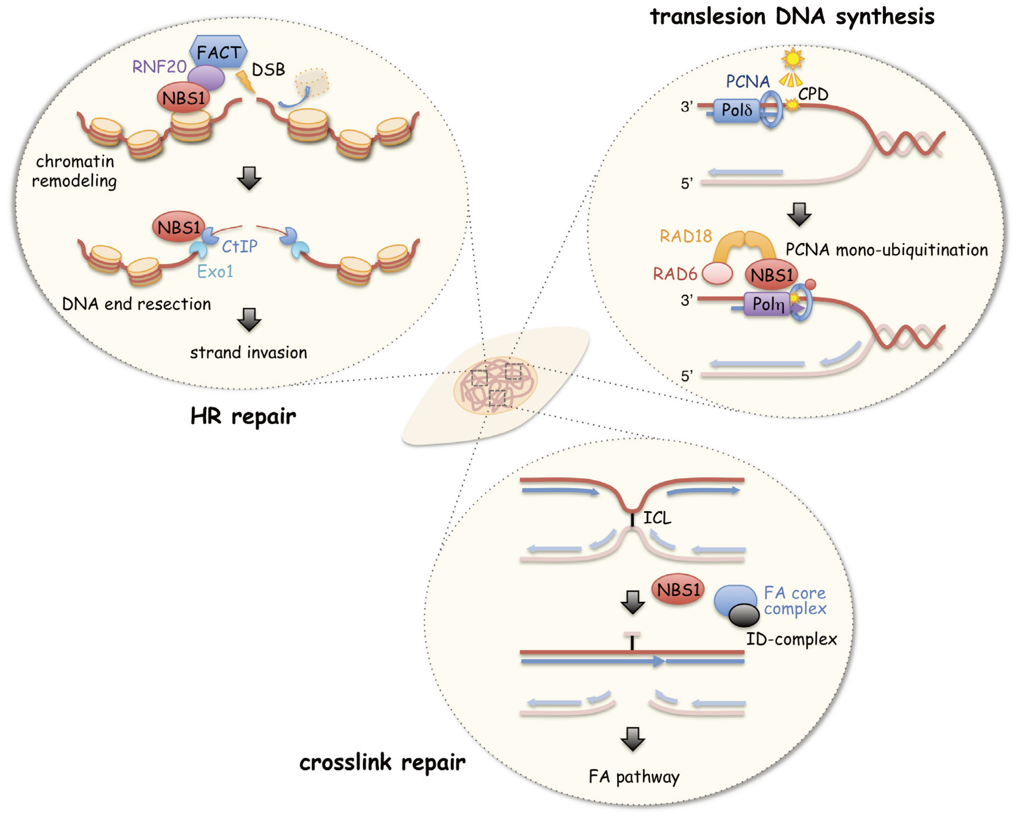 Biomolecules 05 01990 g002