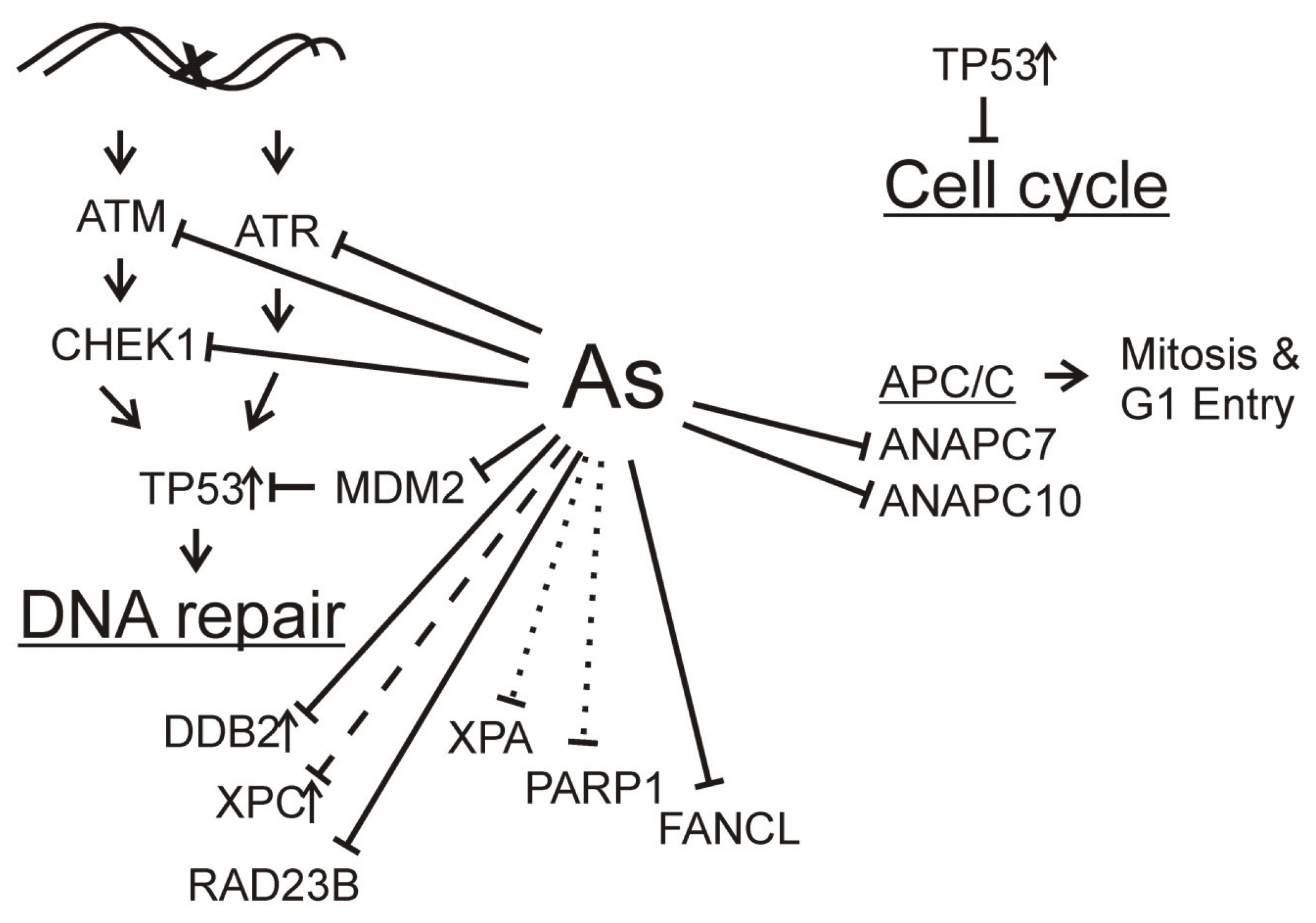 Biomolecules Free FullText Arsenic Disruption of DNA Damage Responses—Potential Role in