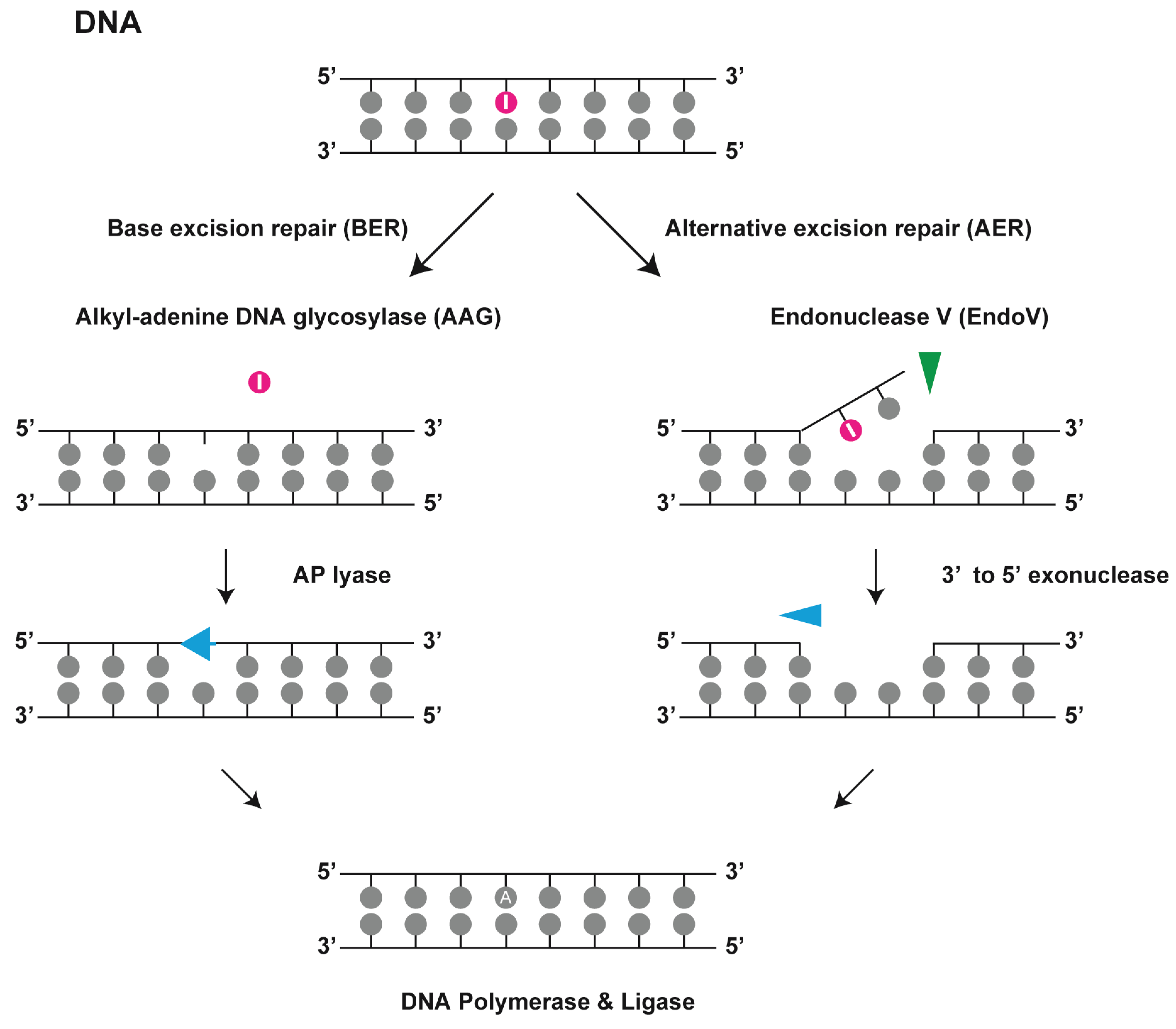 Biomolecules Free FullText Diversity of Endonuclease V From DNA