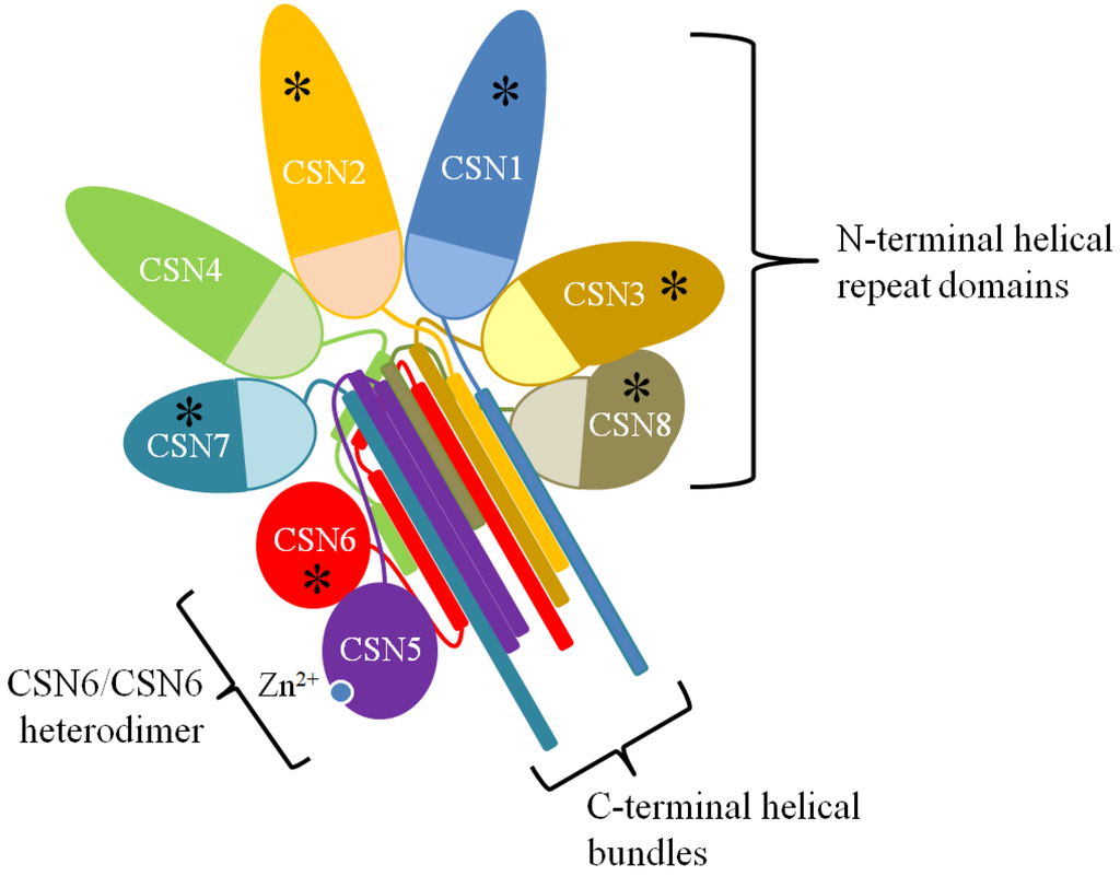 The Role of the COP9 Signalosome and Neddylation in DNA