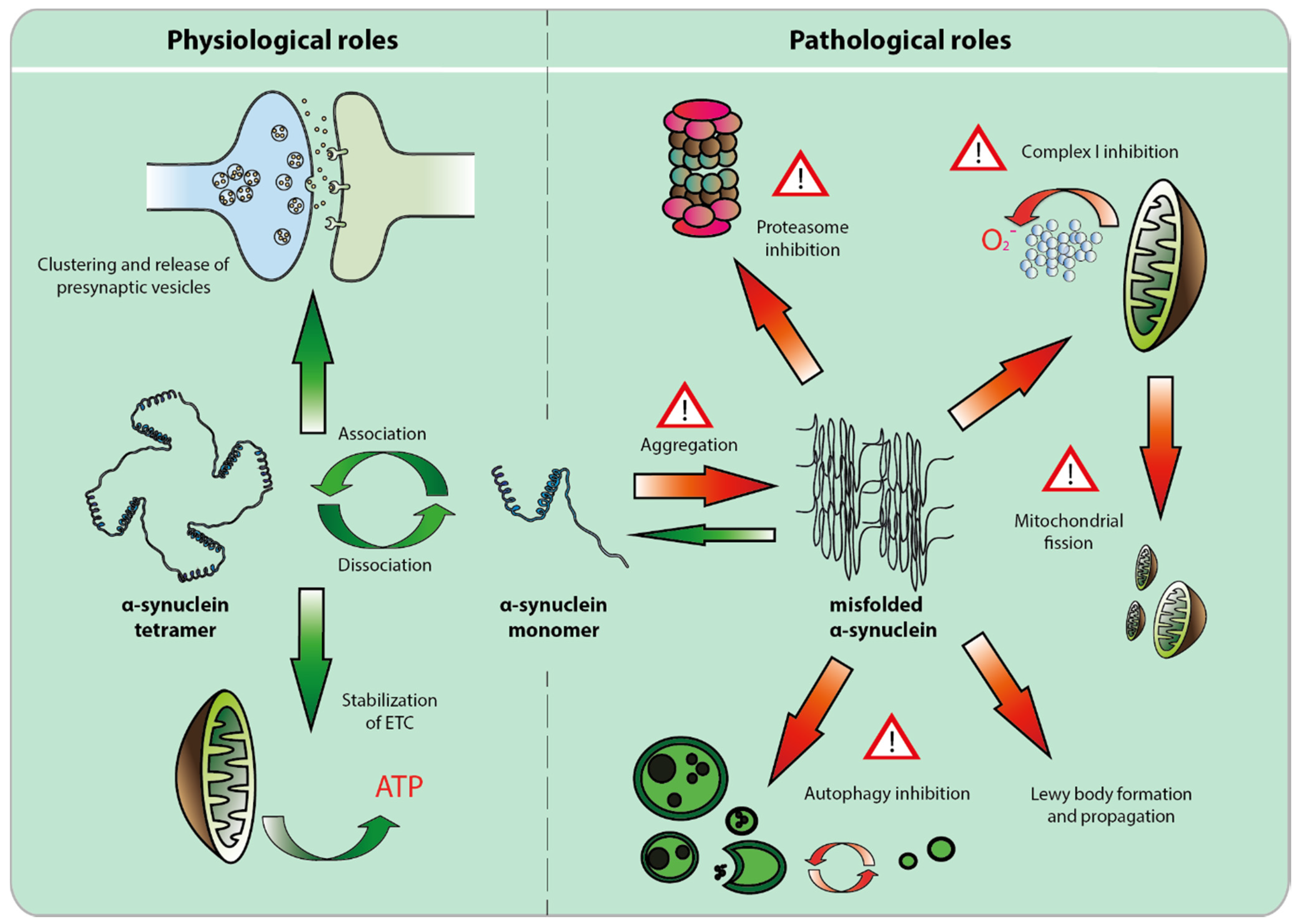 Biomolecules 05 02675 g001