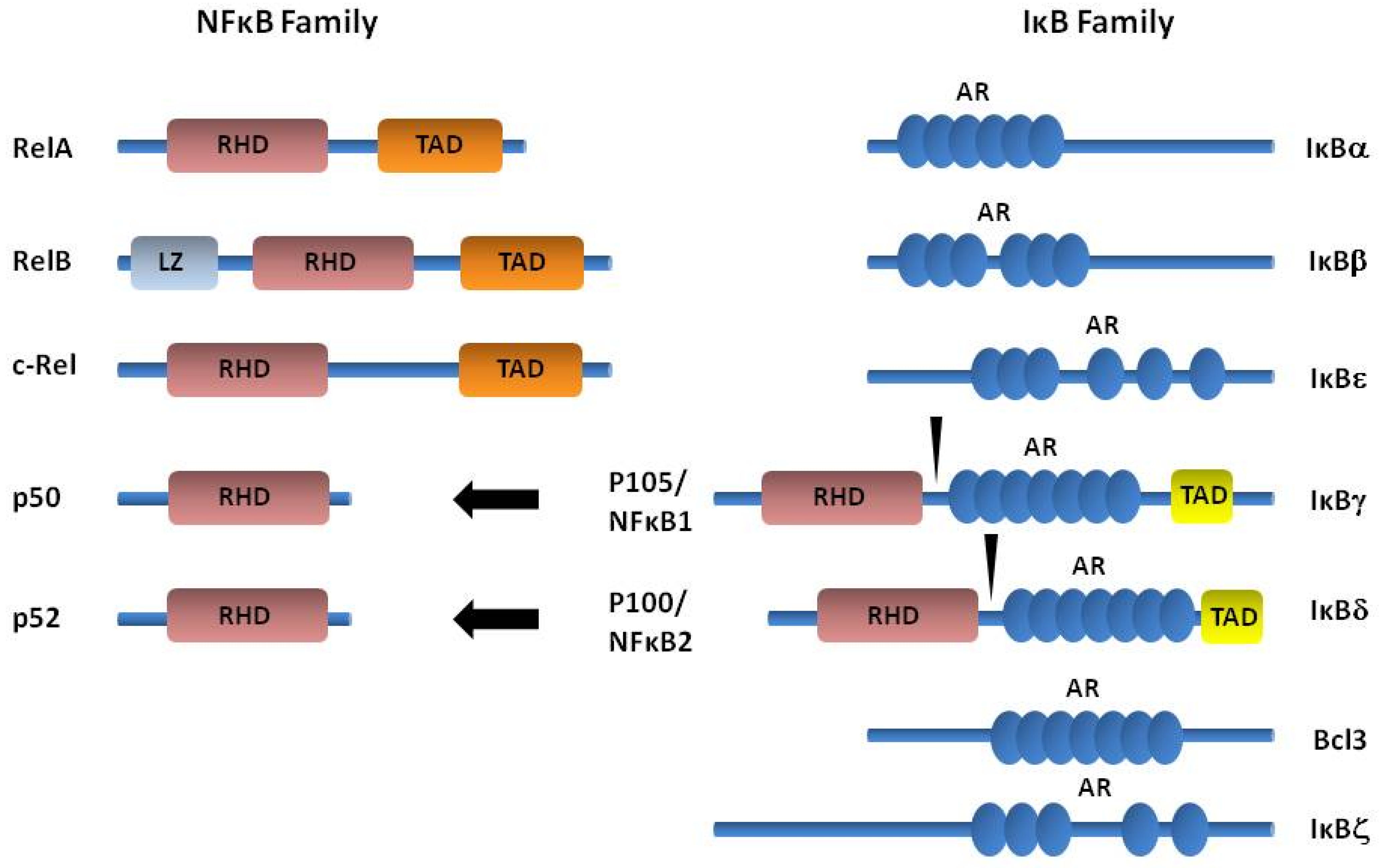 Biomolecules 05 02723 g002