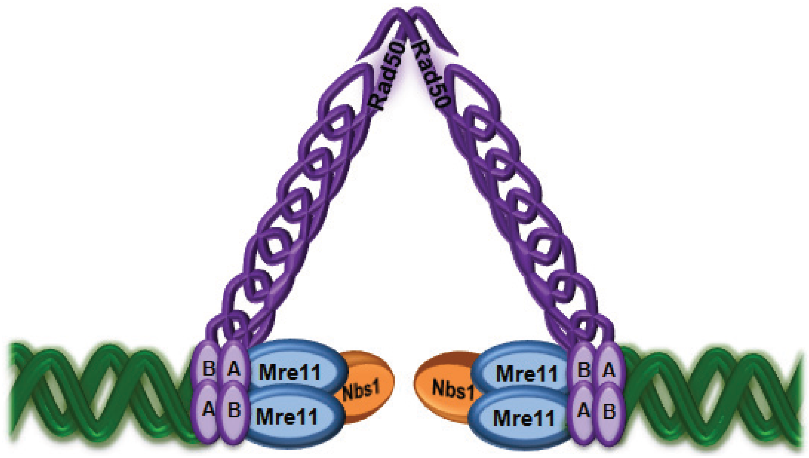 Biomolecules Free Full-Text ATM-Dependent Phosphorylation of All Three Members of the MRN Complex From Sensor to Adaptor