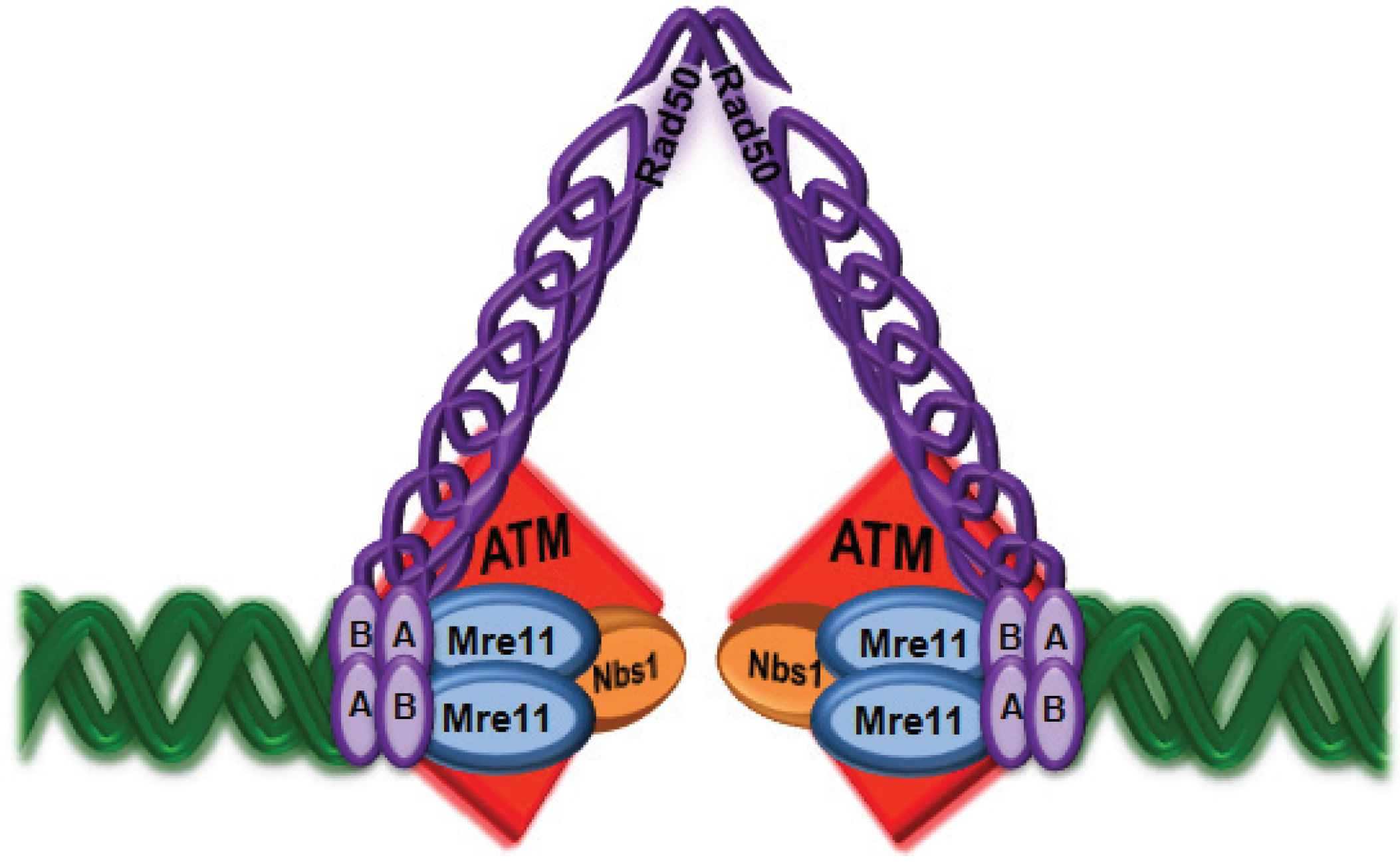 Sensing of mitochondrial DNA by ZBP1 promotes RIPK3-mediated