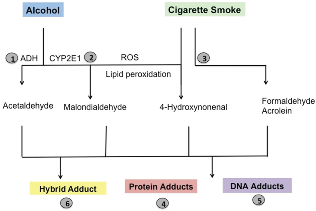 Biomolecules 05 02987 g001 1024