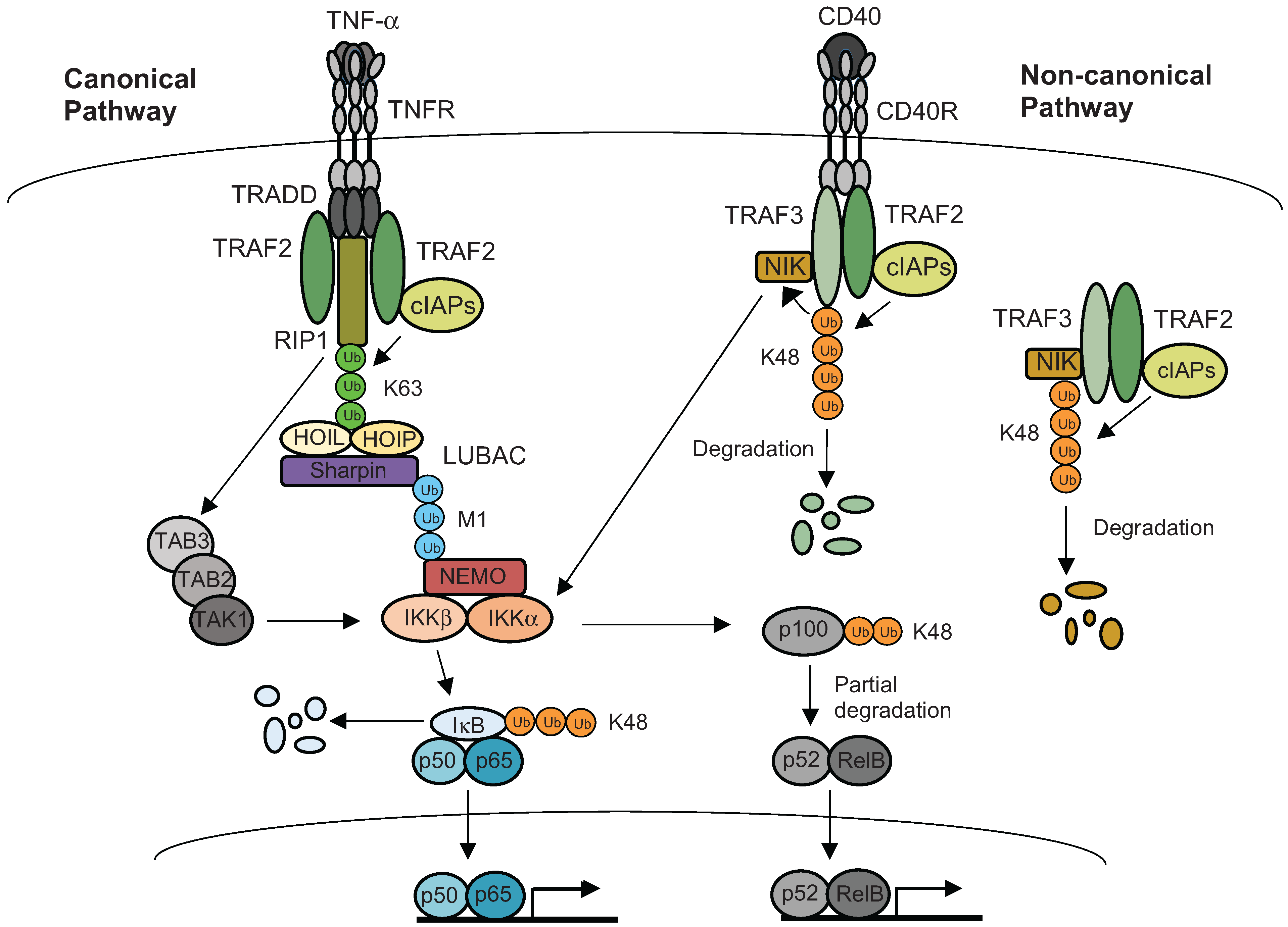 Biomolecules 05 03087 g004