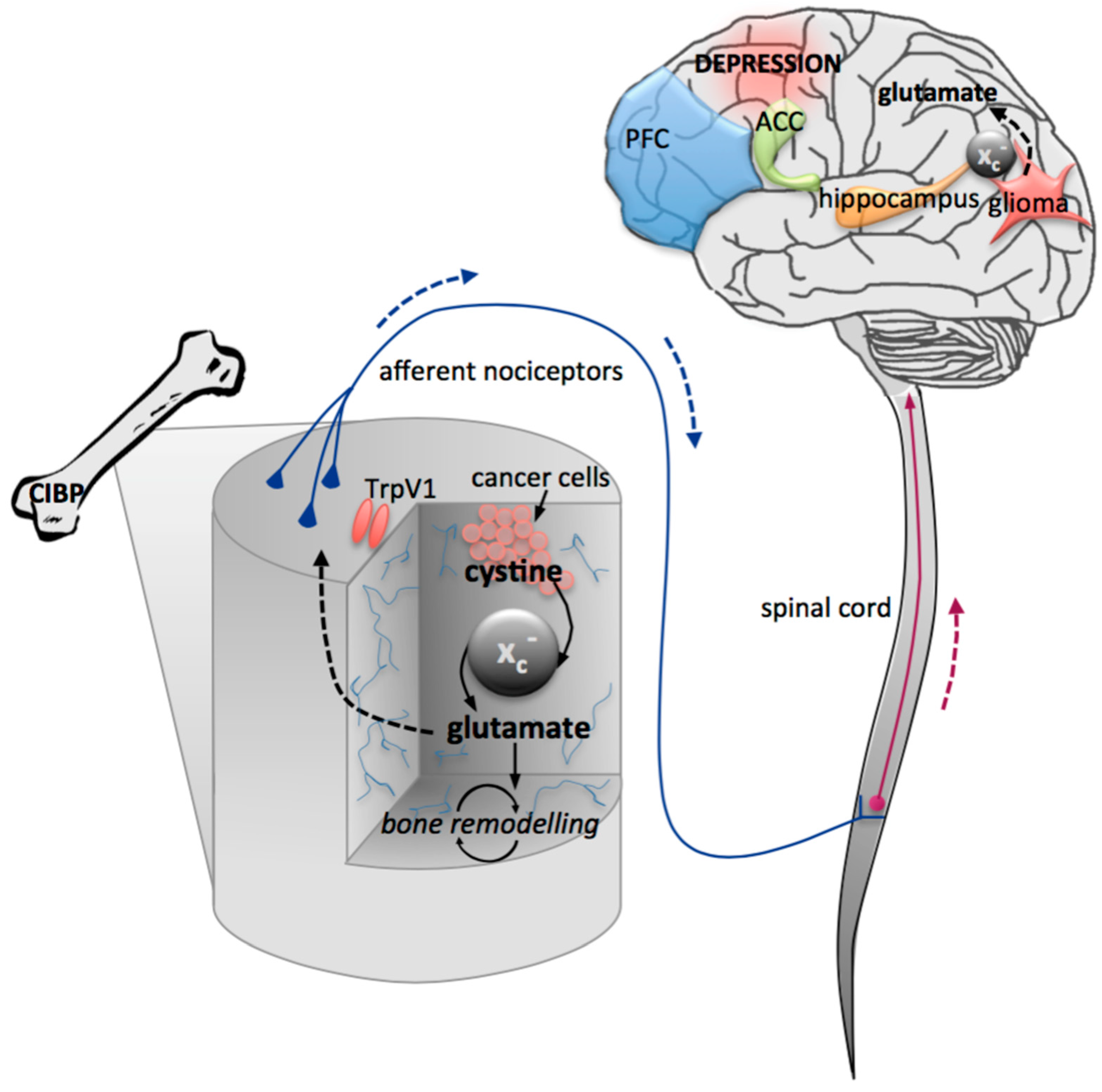 Overview of Glutamatergic Dysregulation in Central Pathologies
