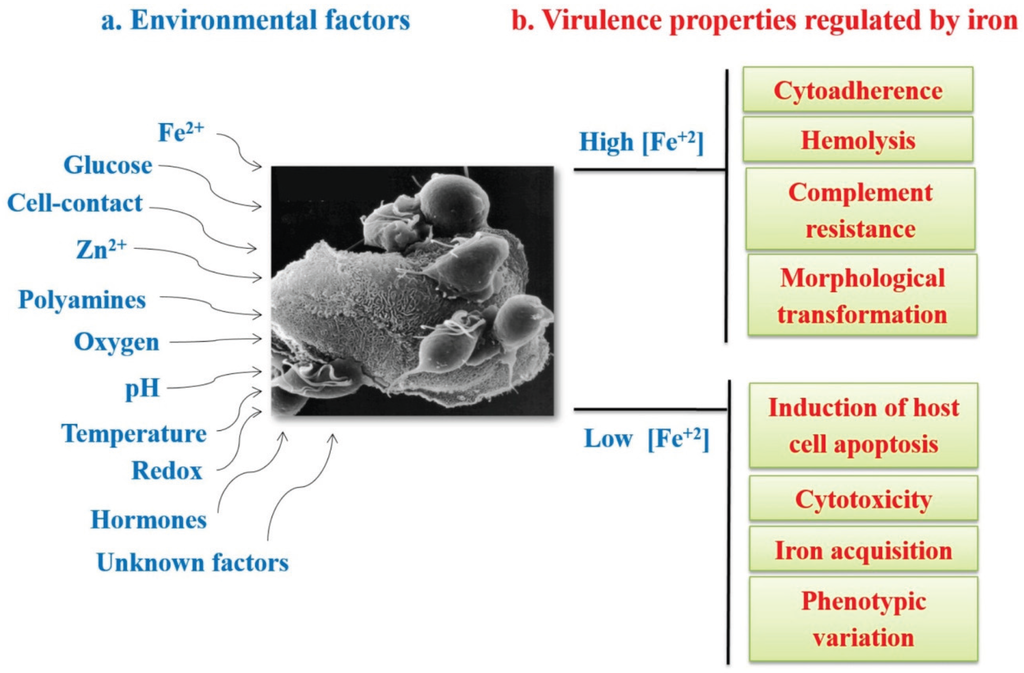 Factors that influence gene expression. Environmental conditions. Environmental conditions перевод. Environmental conditions предложения. Dolipid stage is loss of glycocalyx on endotheliocytes.