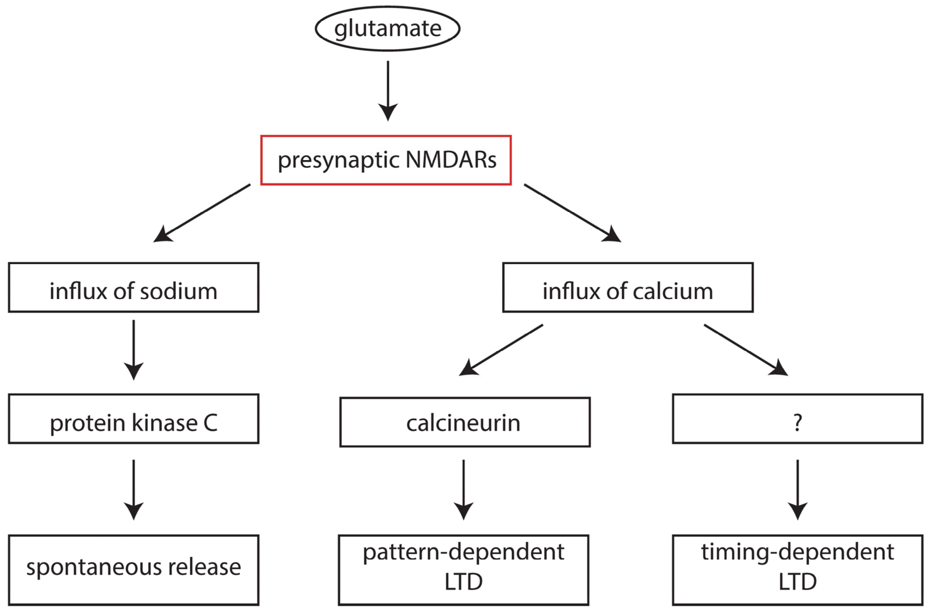Biomolecules Free Full Text On The Role Of Glutamate In Presynaptic Development Possible Contributions Of Presynaptic Nmda Receptors Html