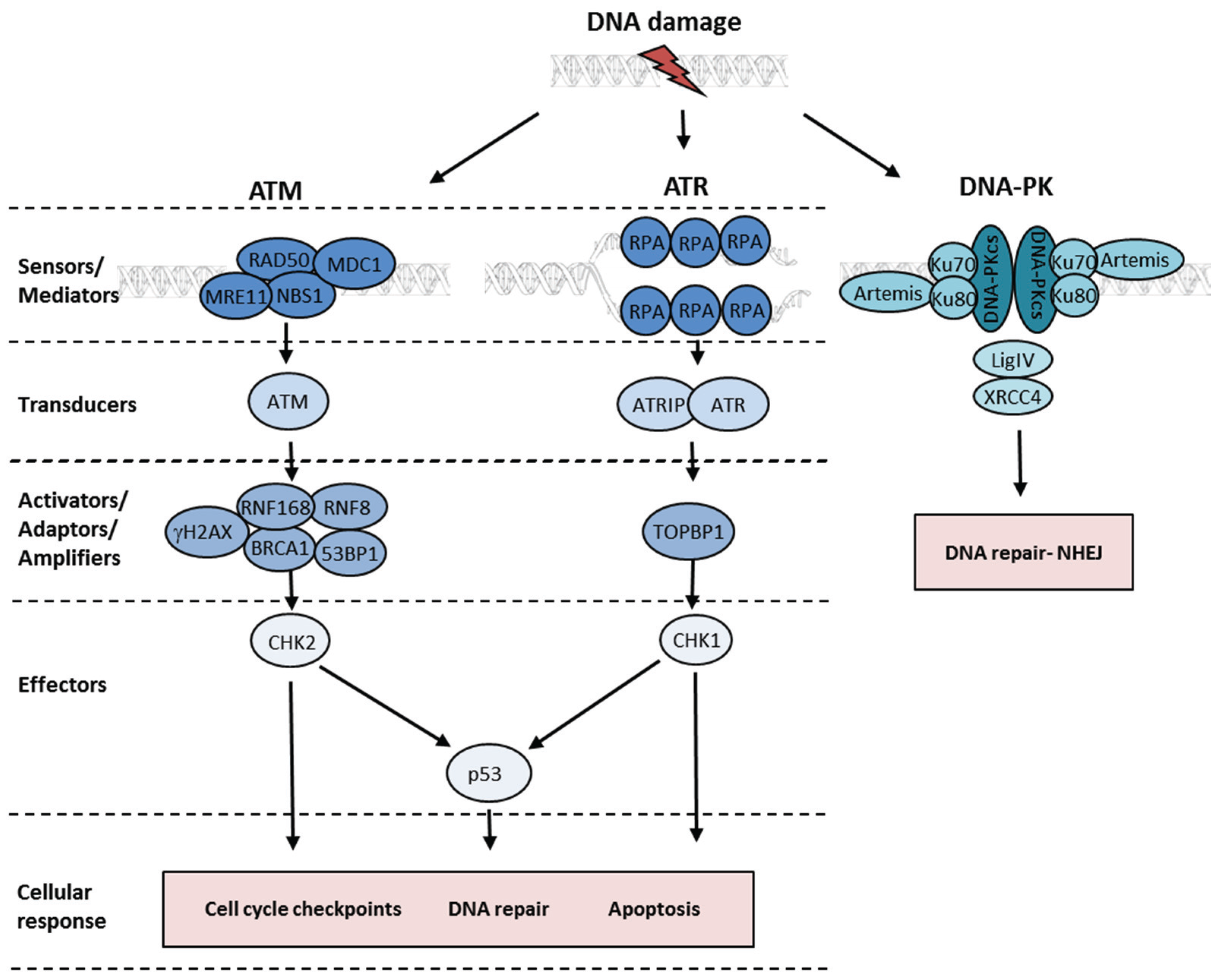 Activation of the DNA Damage Response ... Biology Diagrams