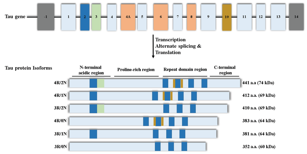 Biomolecules | Free Full-Text | Nuclear Tau and Its Potential Role in ...