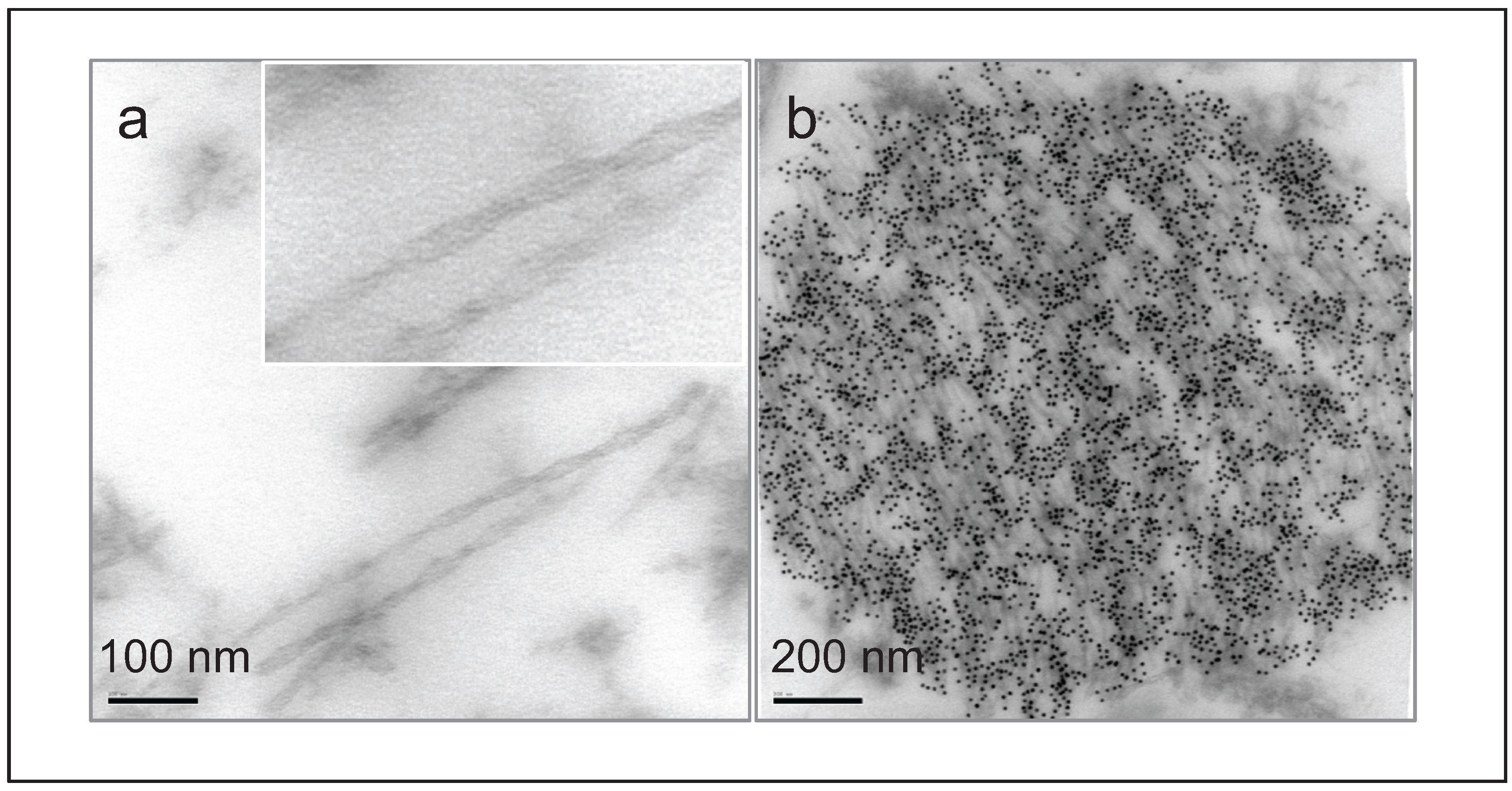Biomolecules 06 00009 g002 1024