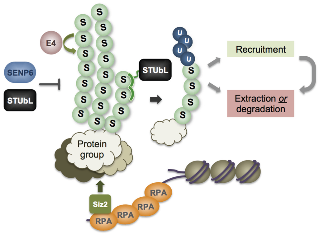 Biomolecules Free FullText Cooperativity of the SUMO and Ubiquitin
