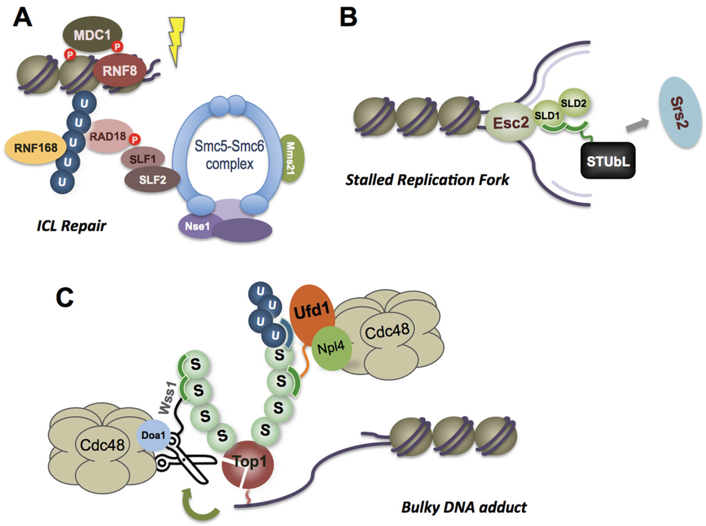 Biomolecules Special Issue DNA Damage Response