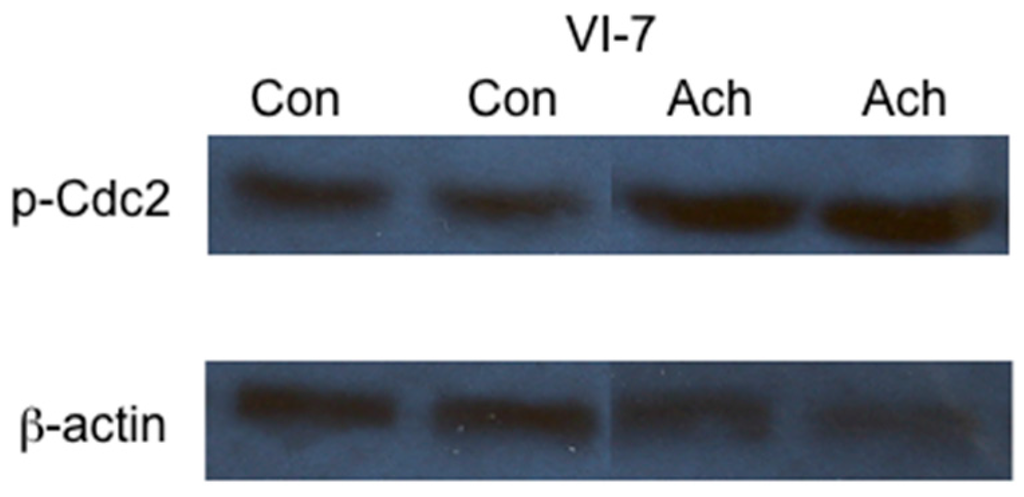 Biomolecules 06 00017 g004 1024