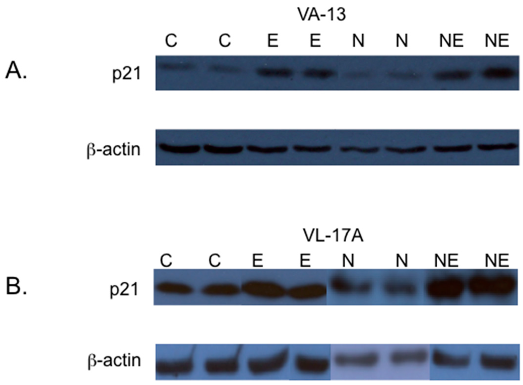 Biomolecules 06 00017 g005 1024