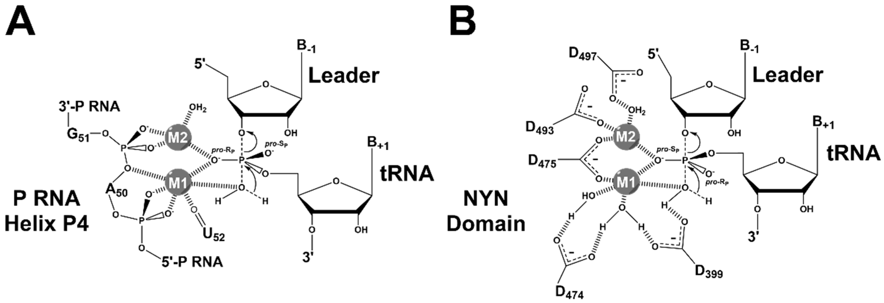 Biomolecules 06 00027 g008