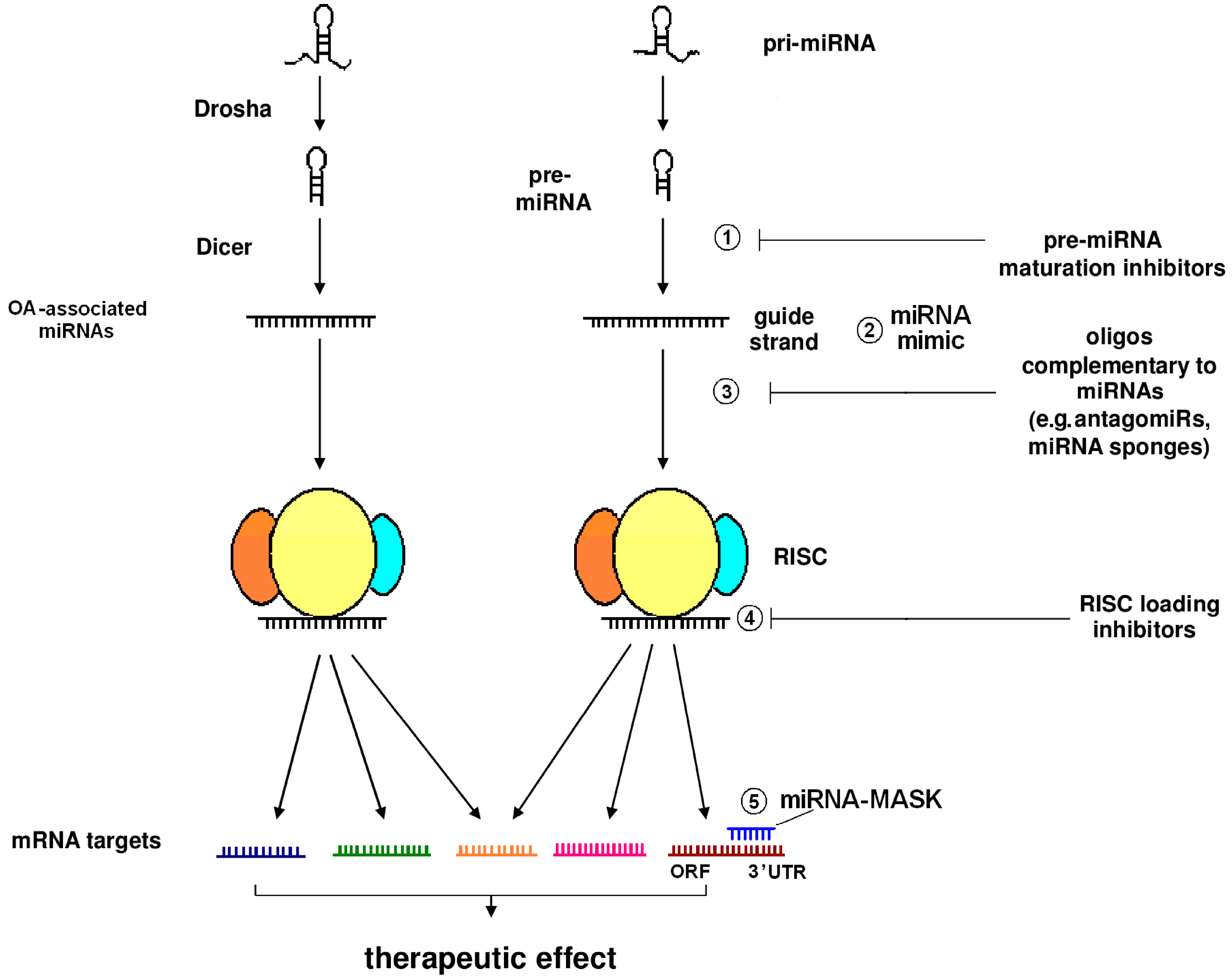 Biomolecules 06 00044 g002