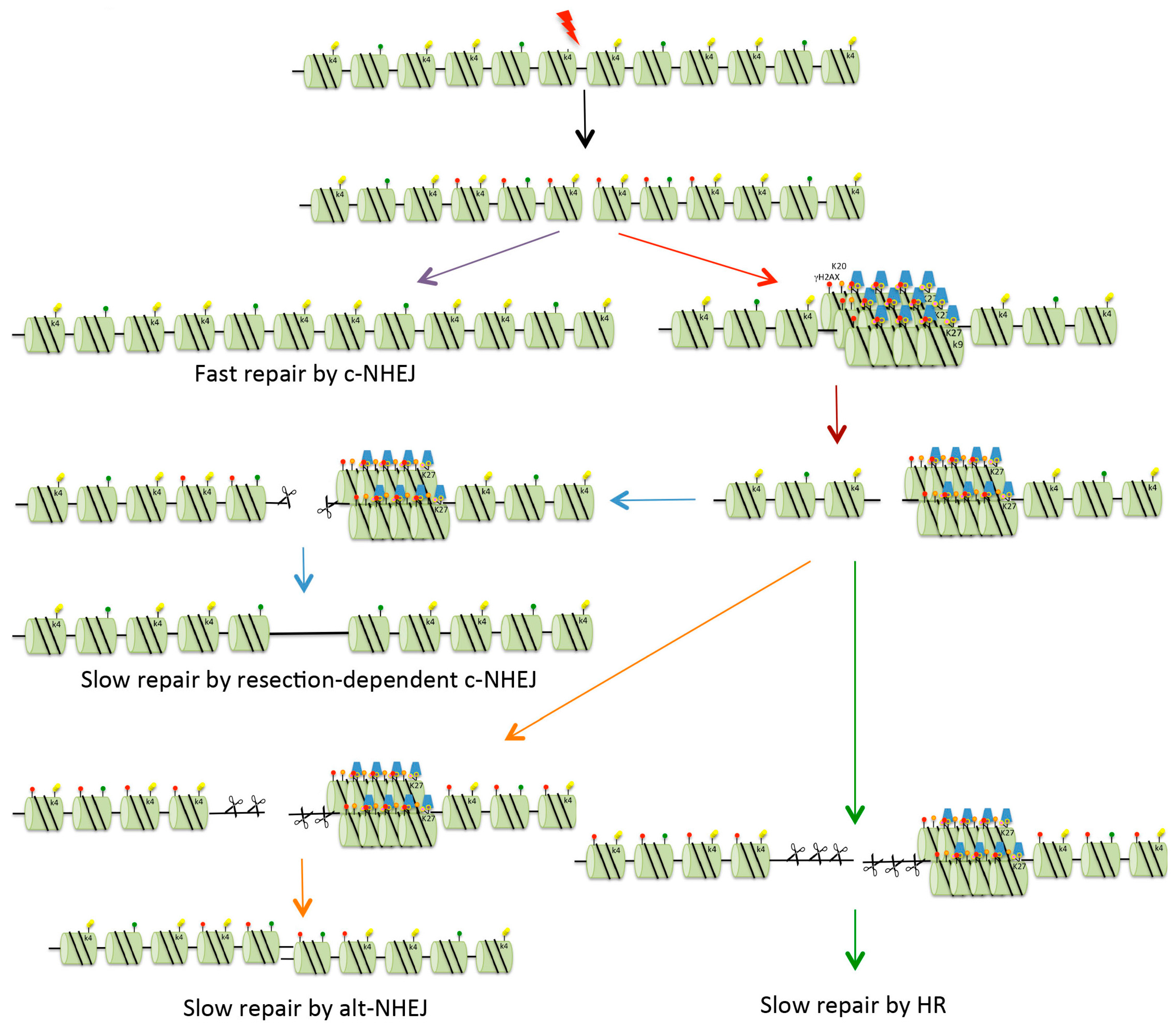 Biomolecules 06 00047 g003
