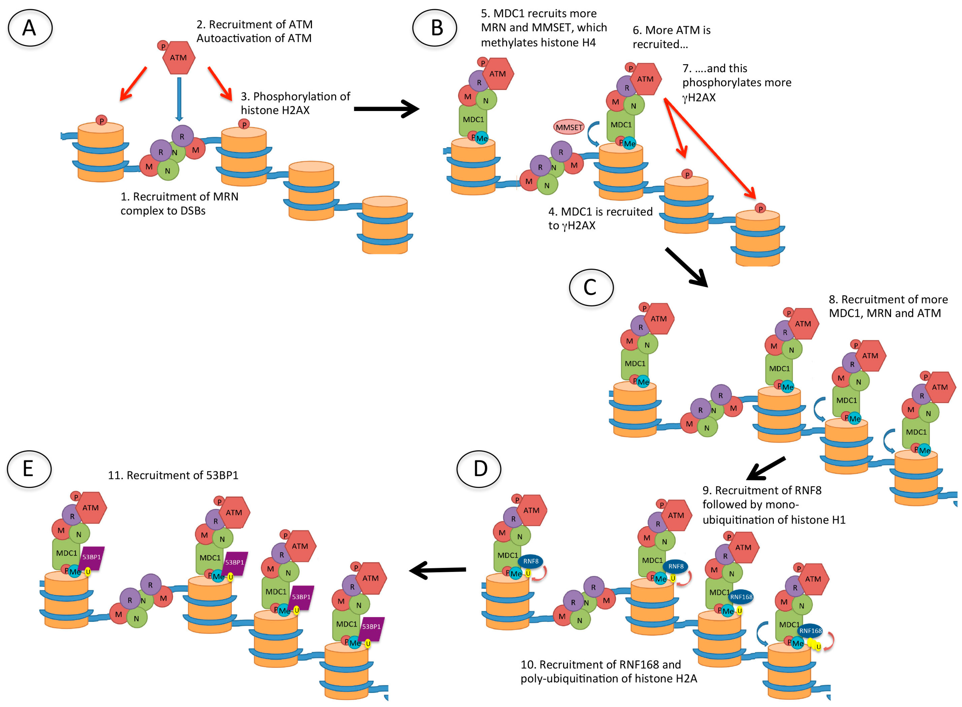 Biomolecules 06 00047 g004