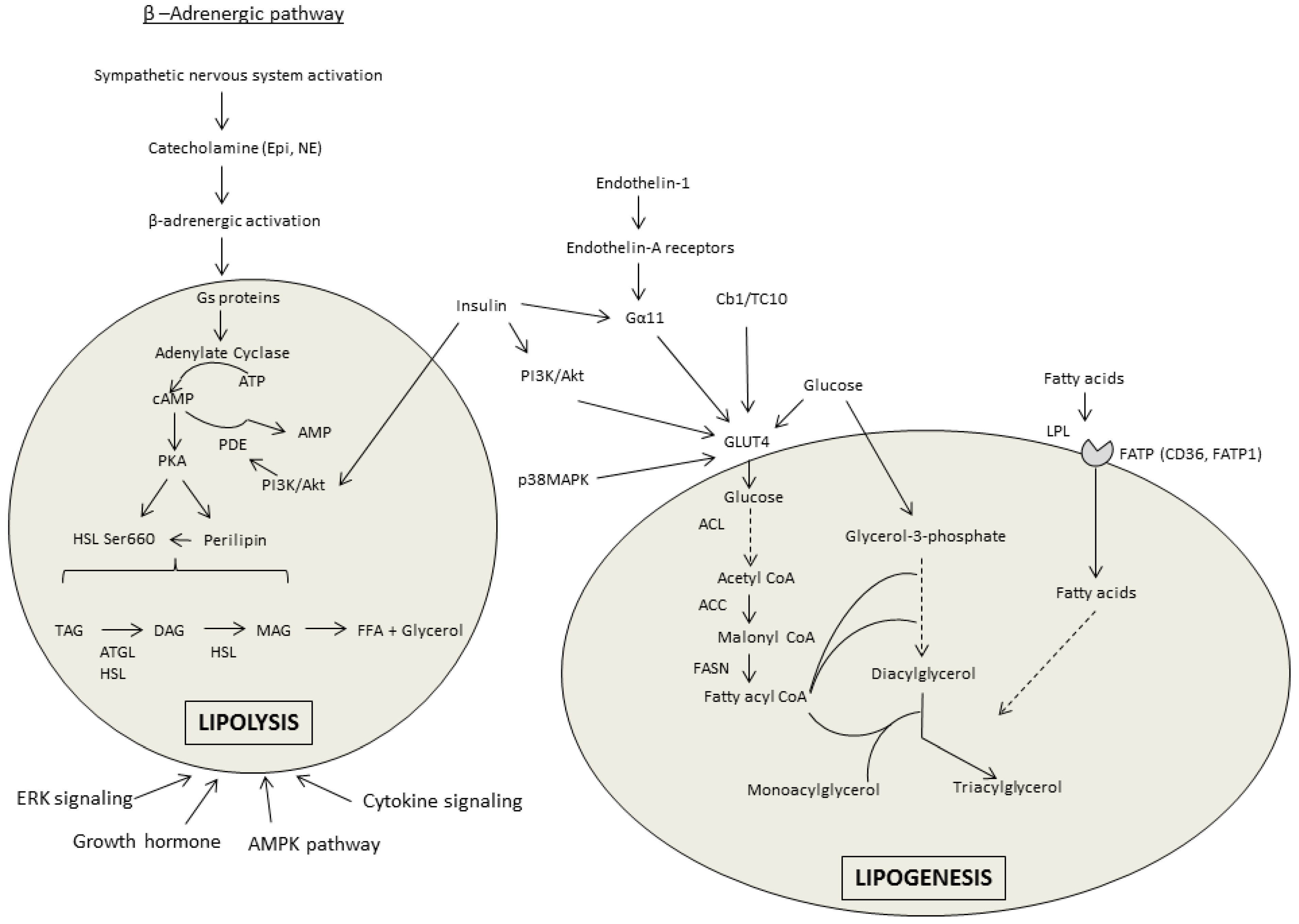Biomolecules 07 00016 g001