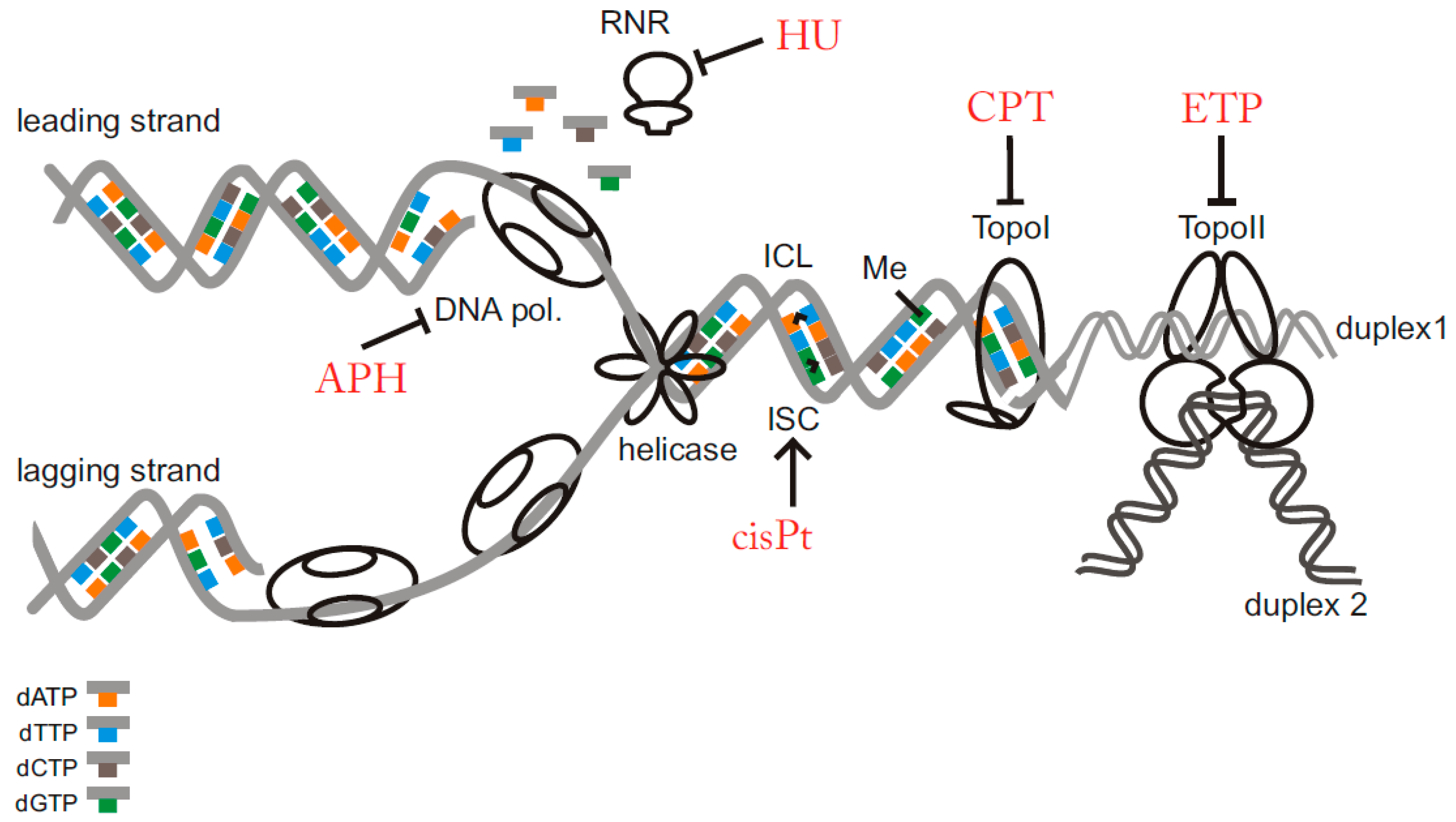 Biomolecules Free Full Text Common Chemical Inductors Of Replication Stress Focus On Cell Based Studies Html