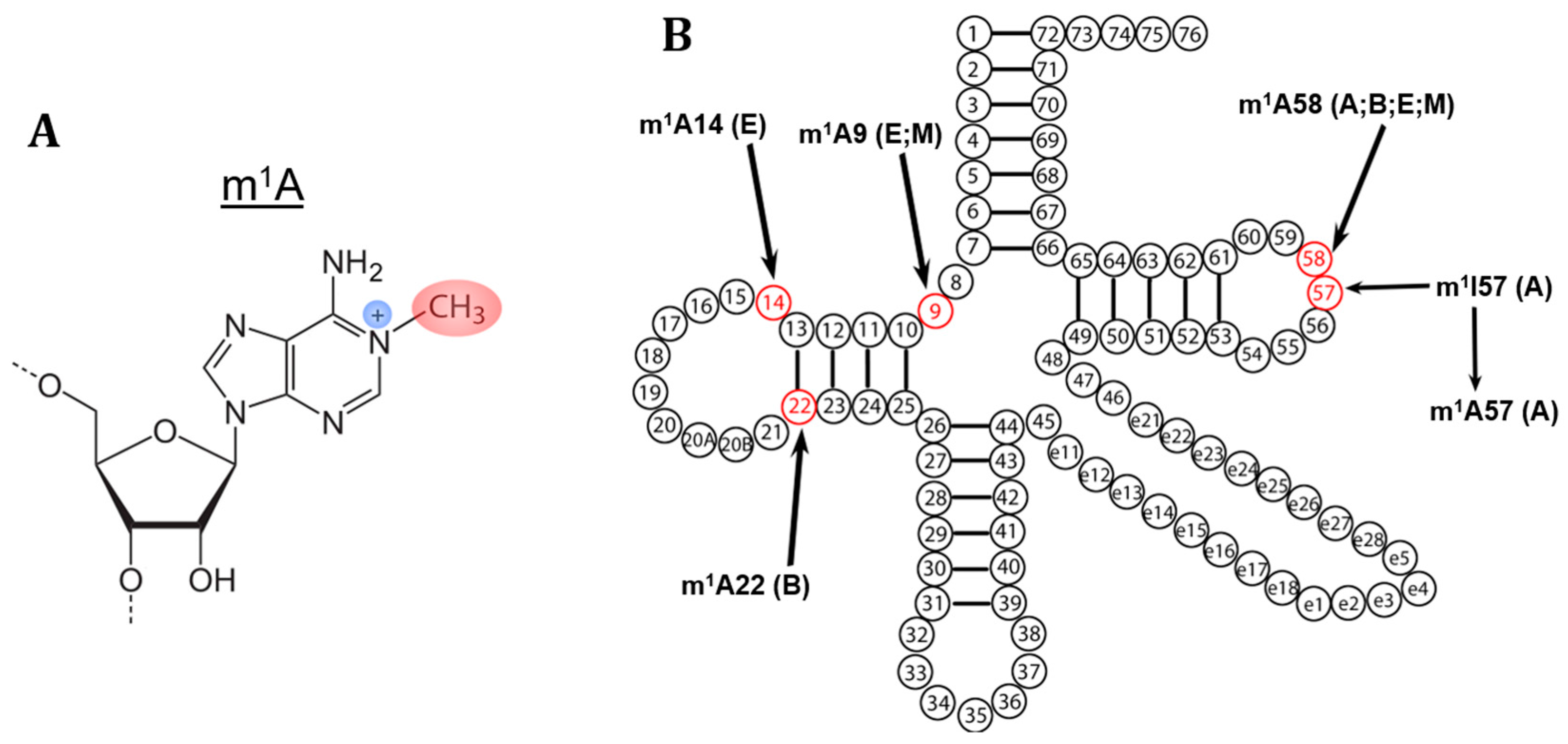 Biomolecules 07 00020 g001