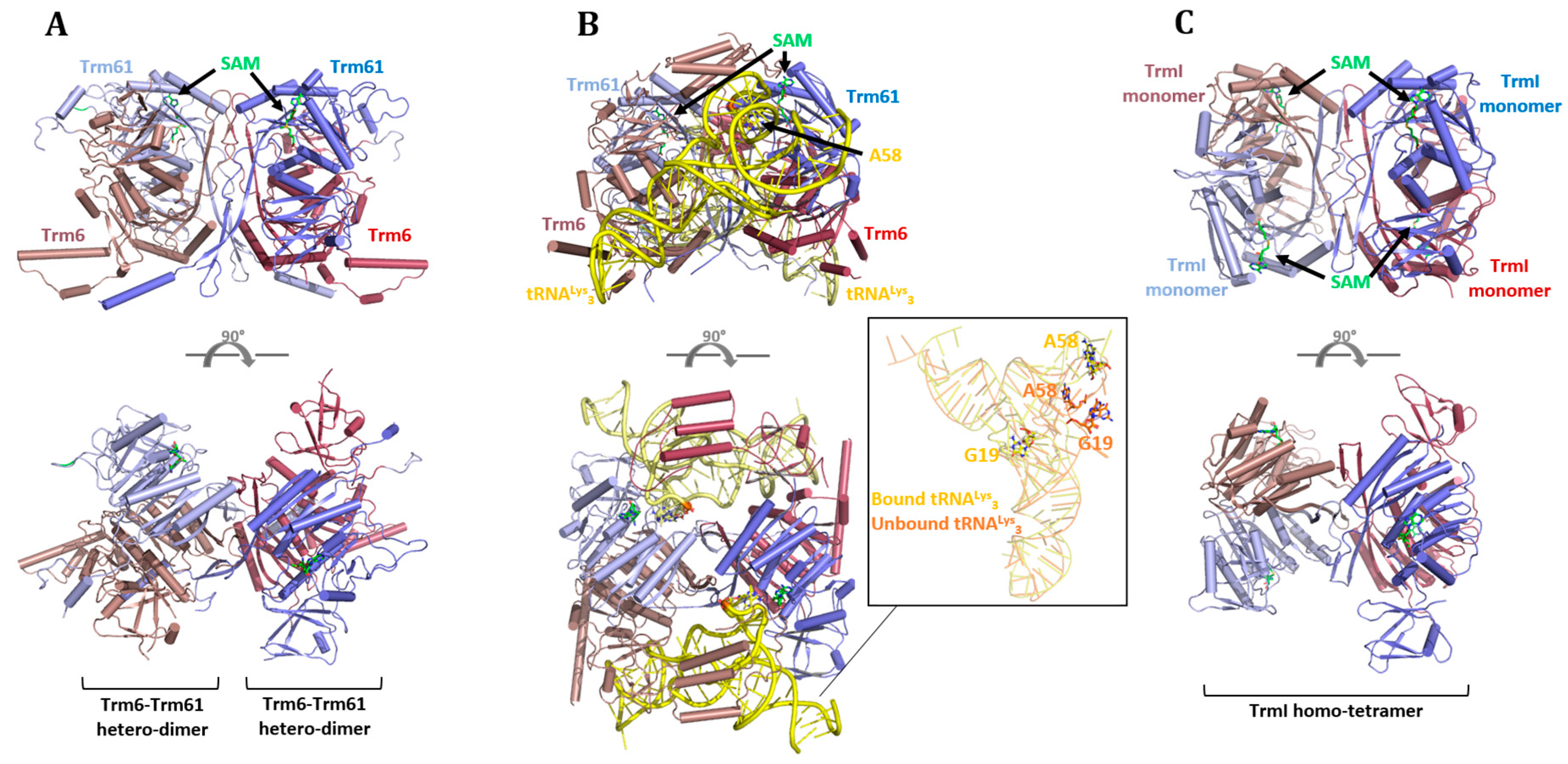 Biomolecules 07 00020 g005