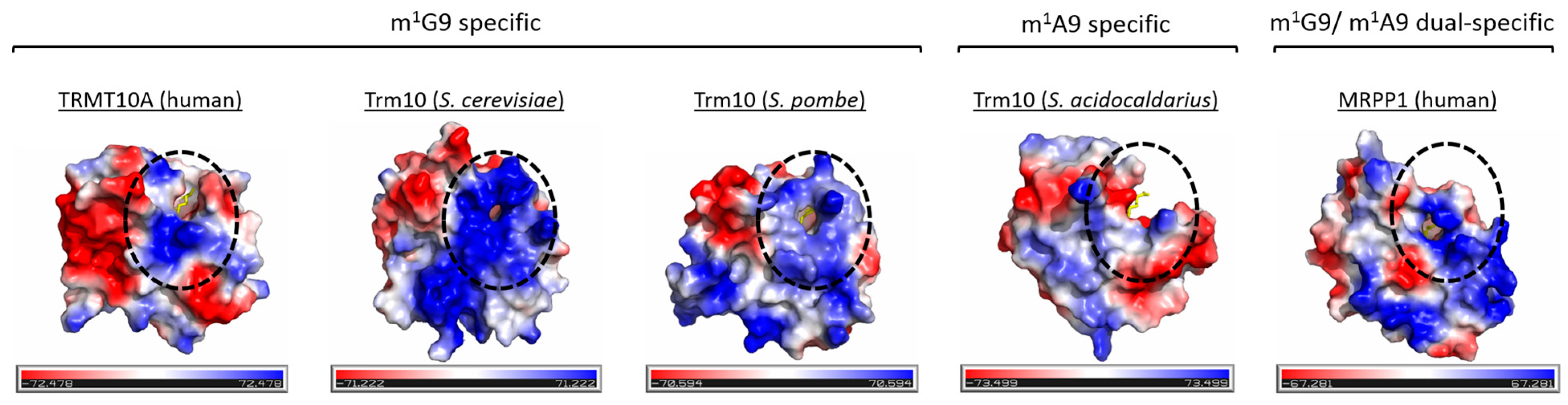 Biomolecules 07 00020 g007