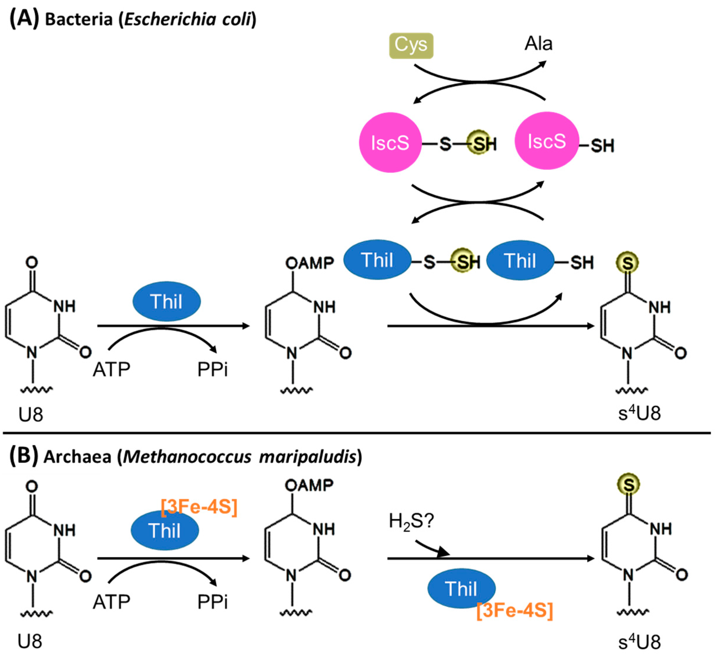 Biomolecules 07 00027 g003