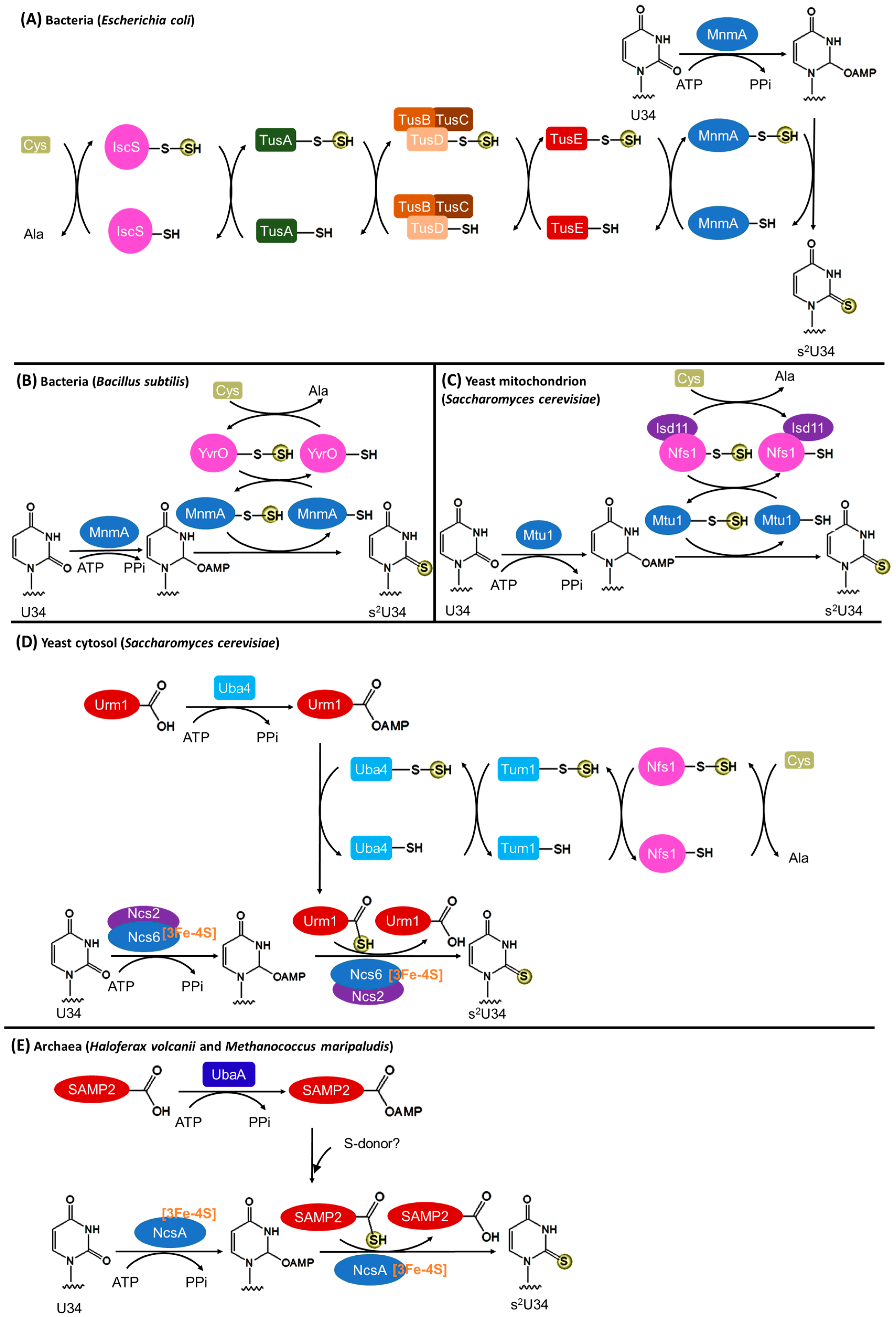 Biomolecules 07 00027 g004