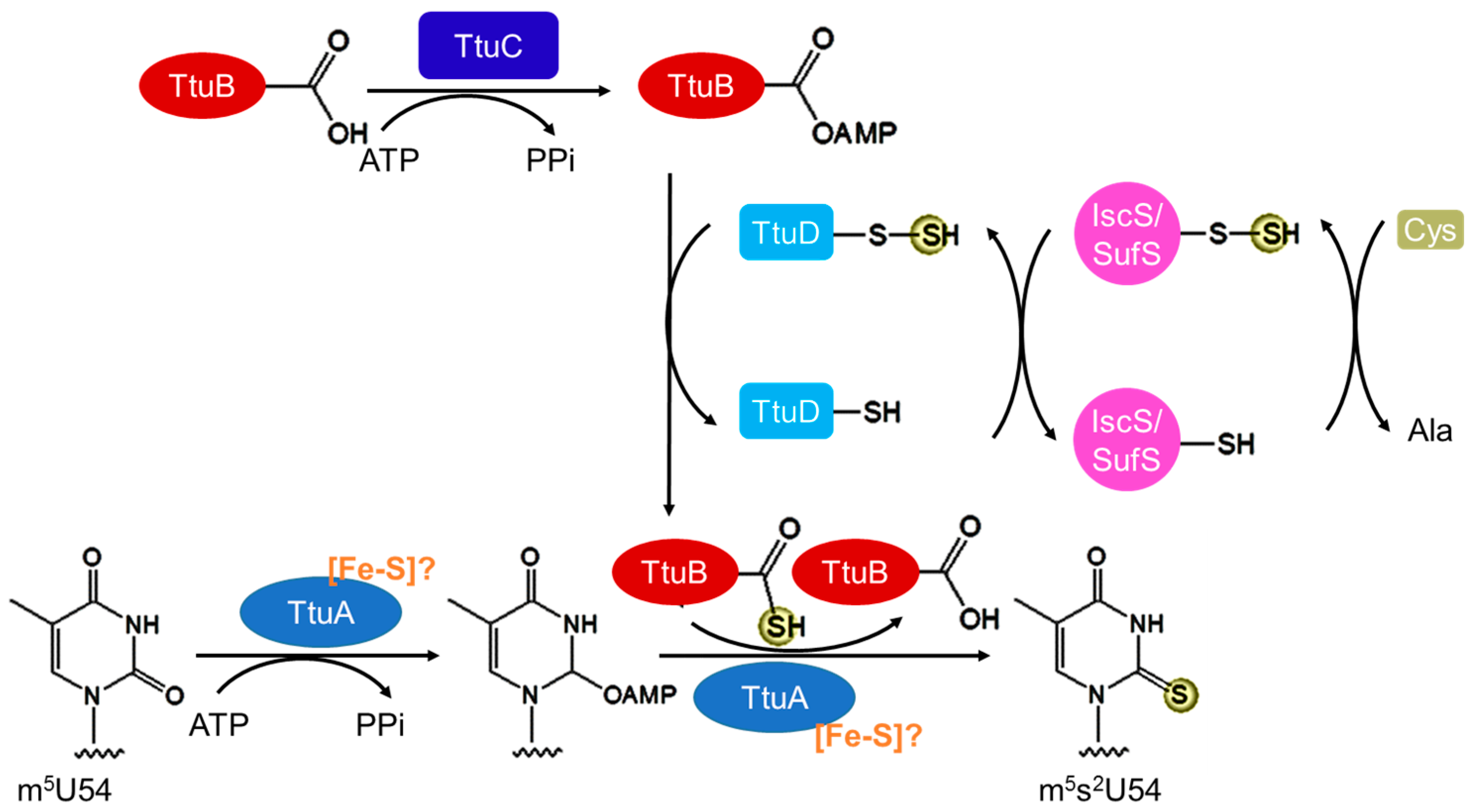 Biomolecules 07 00027 g005